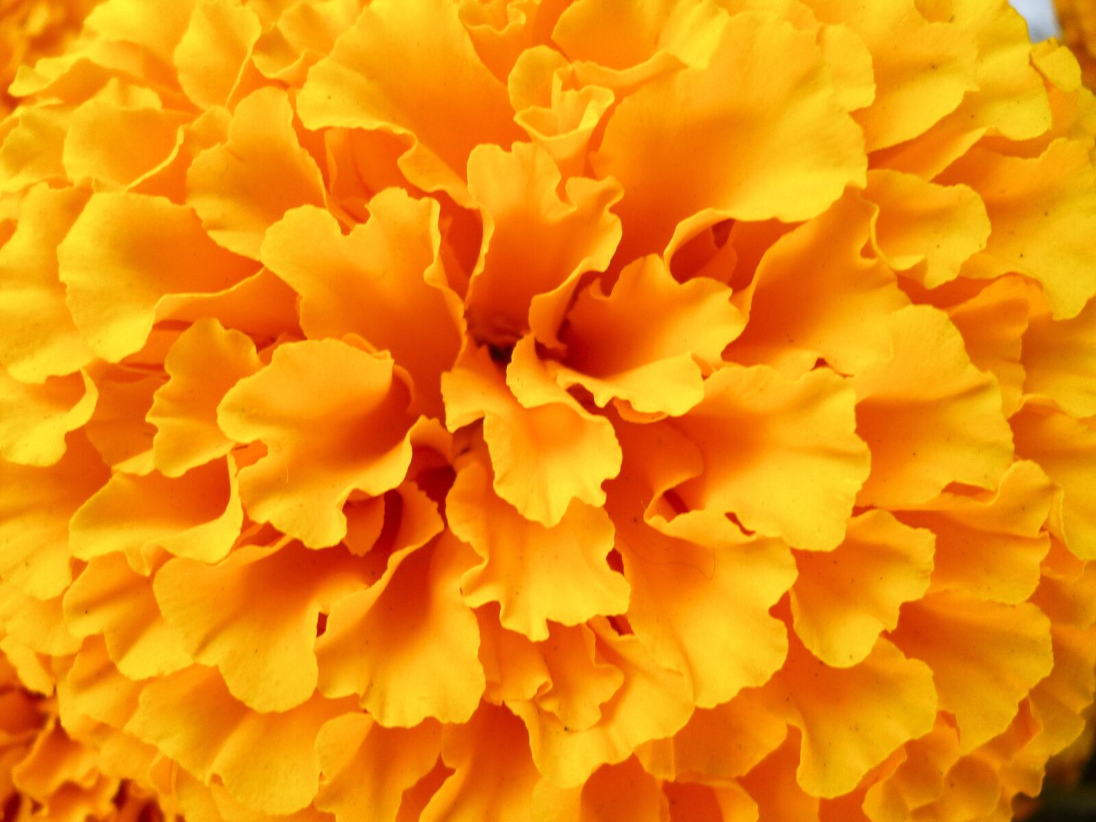 Panasonic DMC-S3 sample photo. Flower, close-up, orange photography