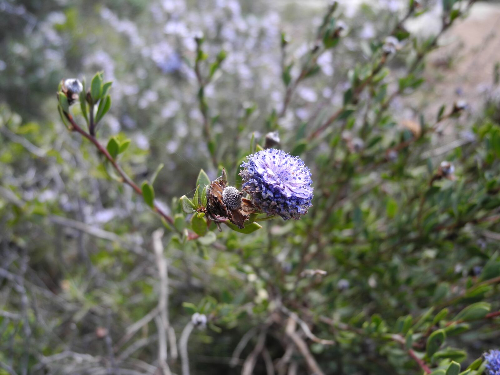 Nikon Coolpix P7000 sample photo. Plant, buds, purple flower photography