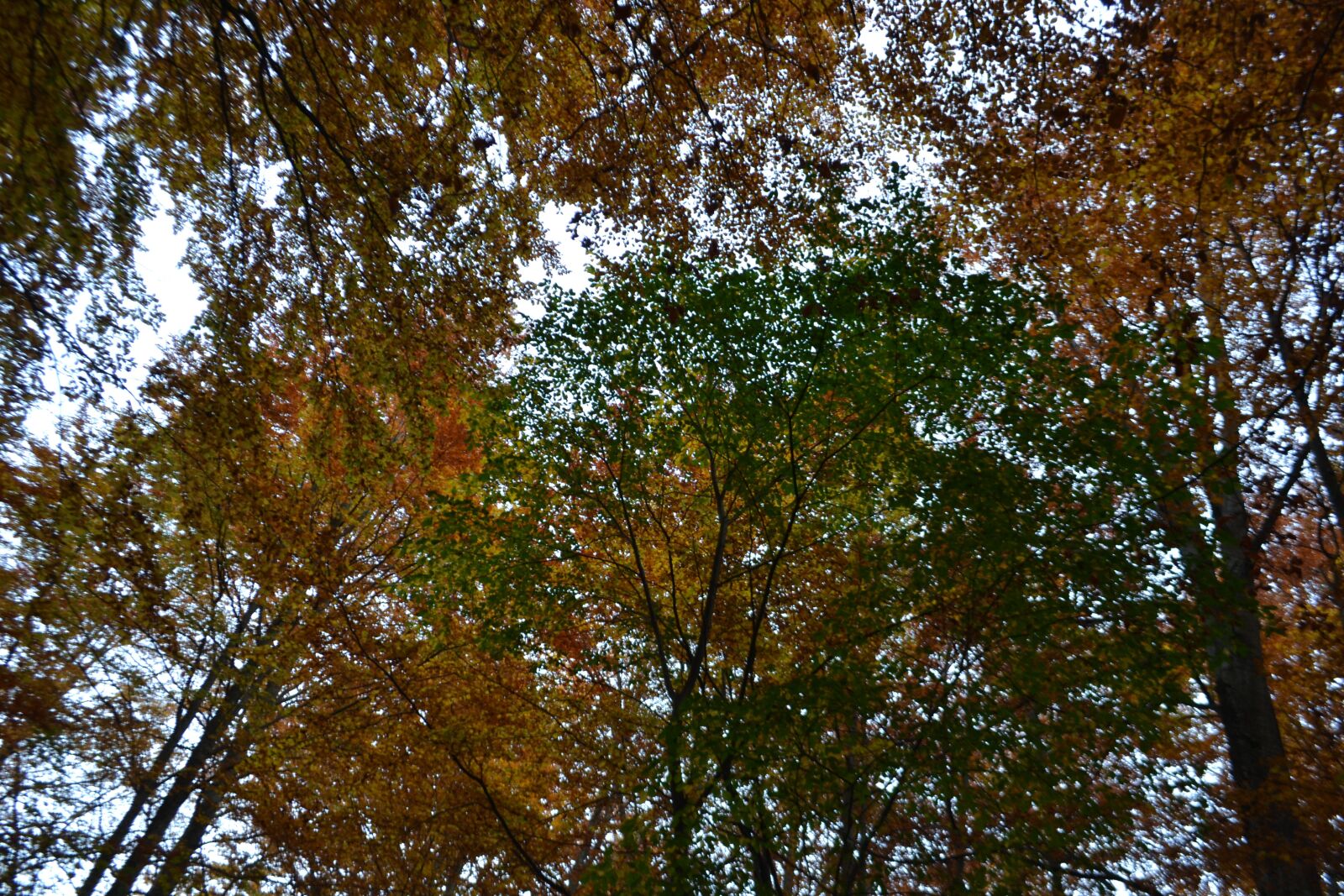 Nikon D3100 sample photo. Colors, tree, nature photography