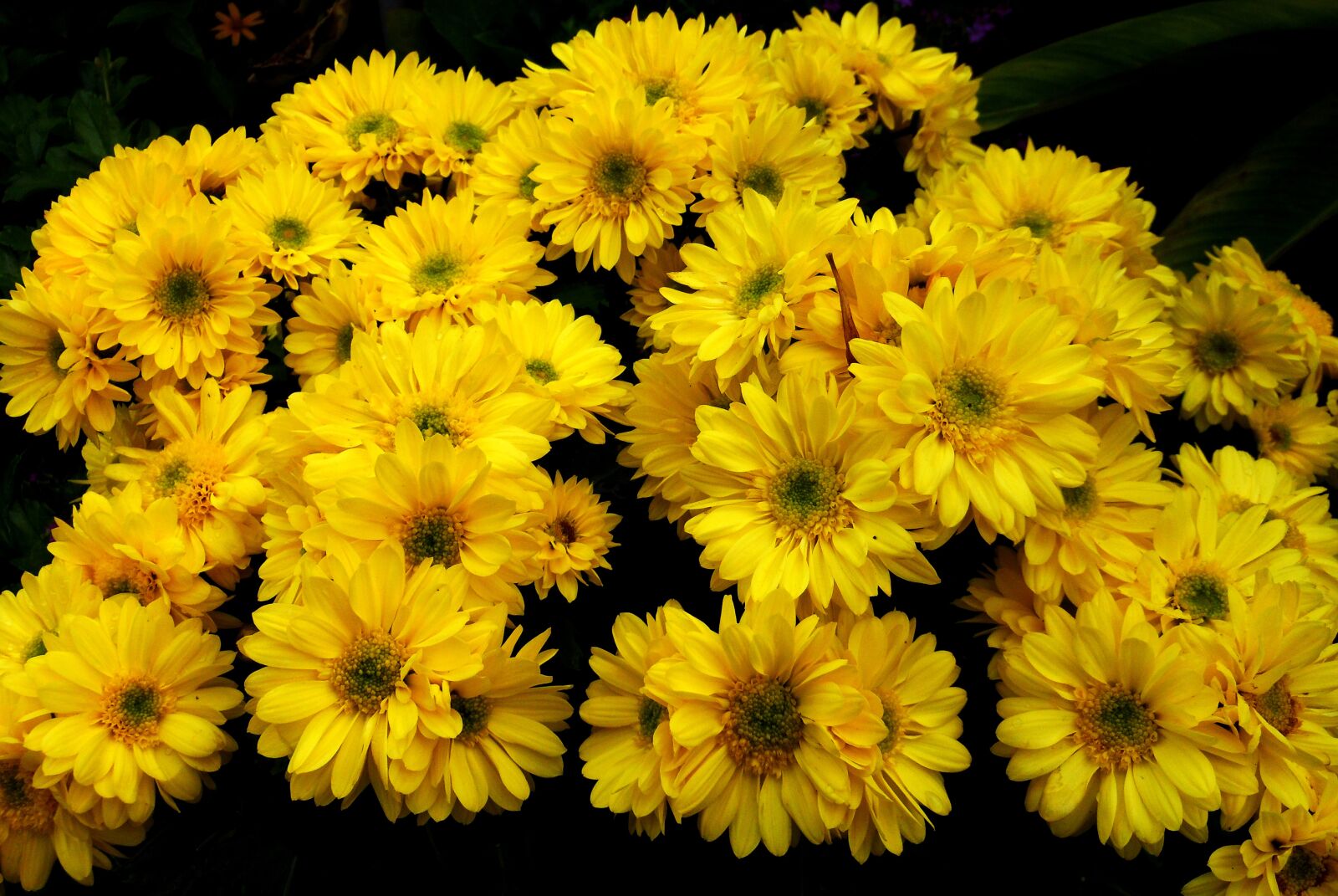 Nikon COOLPIX S6150 sample photo. Garden, blooming, yellow flowers photography