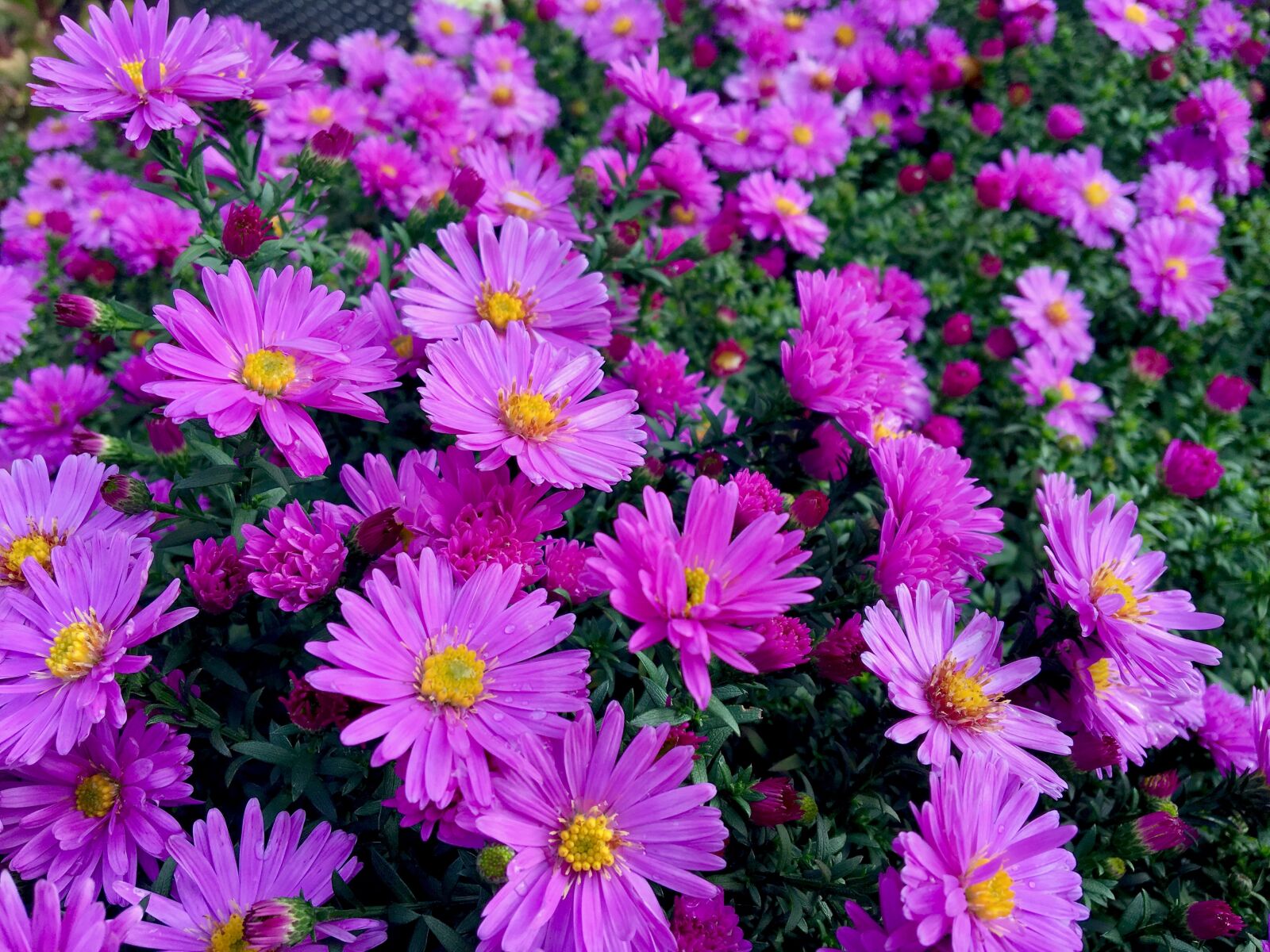 Apple iPhone 6s sample photo. Flower, herbstastern, violet photography