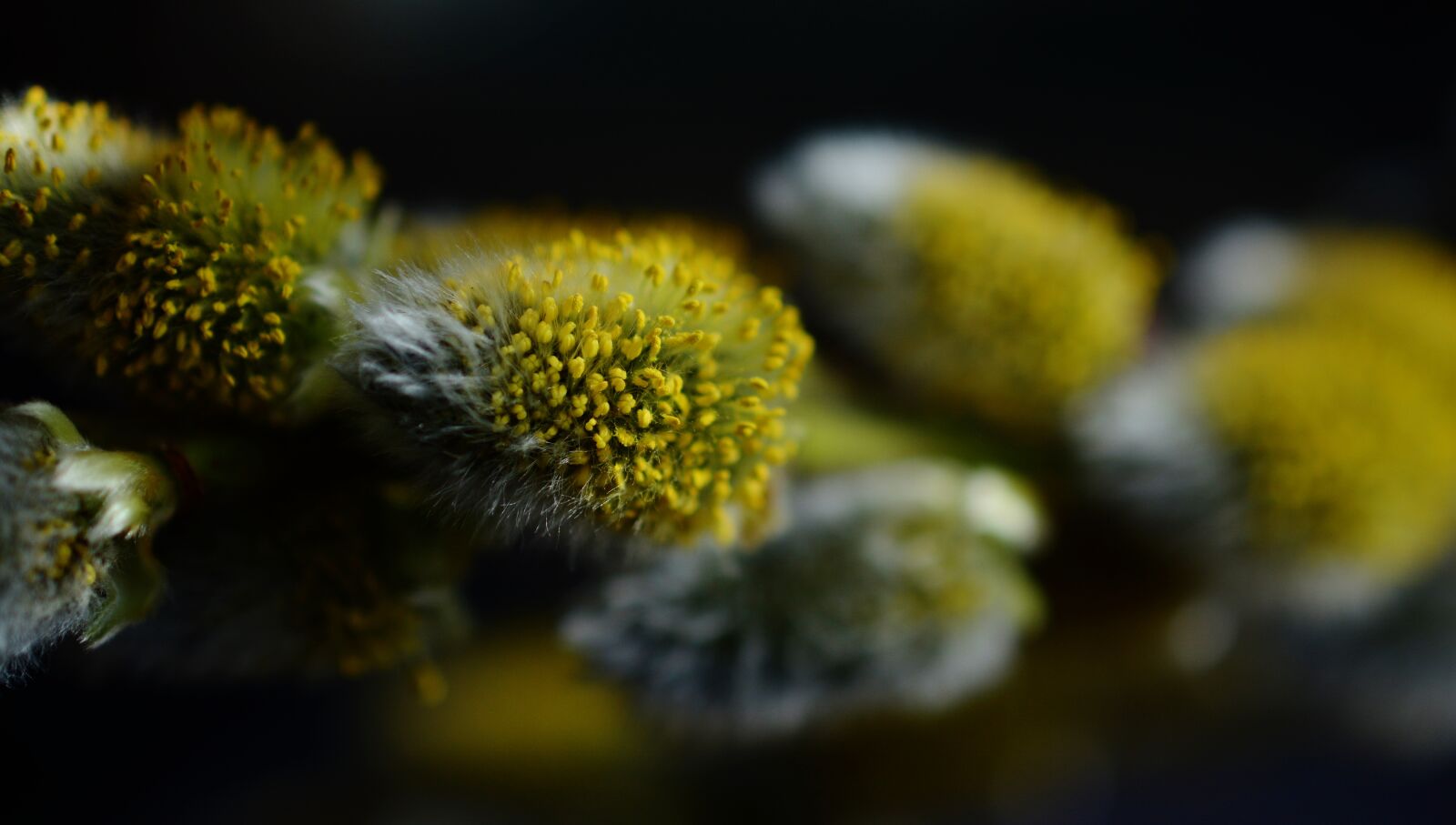 Nikon D5200 sample photo. Pasture, willow catkin, inflorescence photography