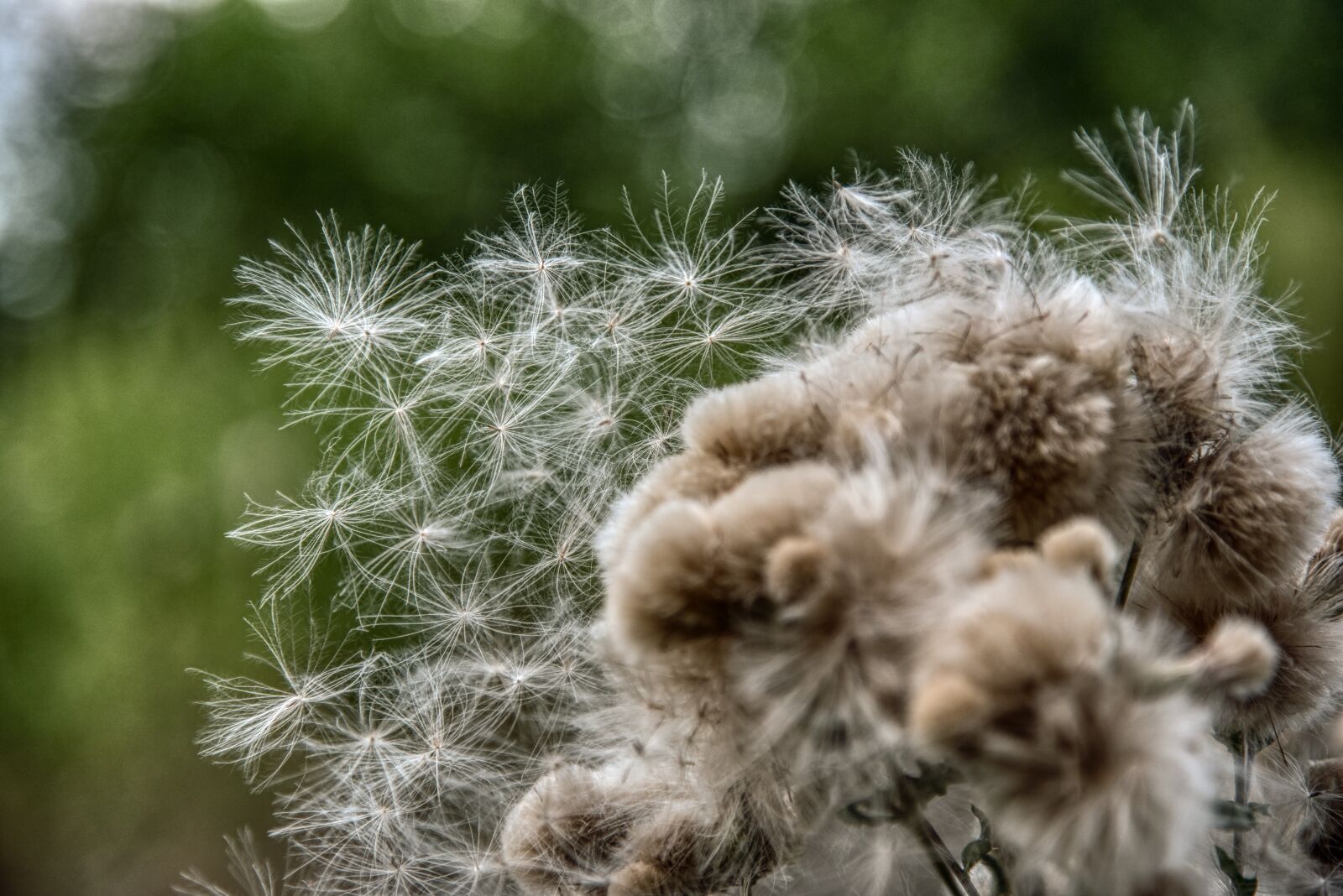 Nikon D750 sample photo. Thistle, infructescence, fluff photography