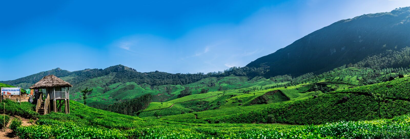 Nikon D750 sample photo. Landscape, nature, tea plants photography
