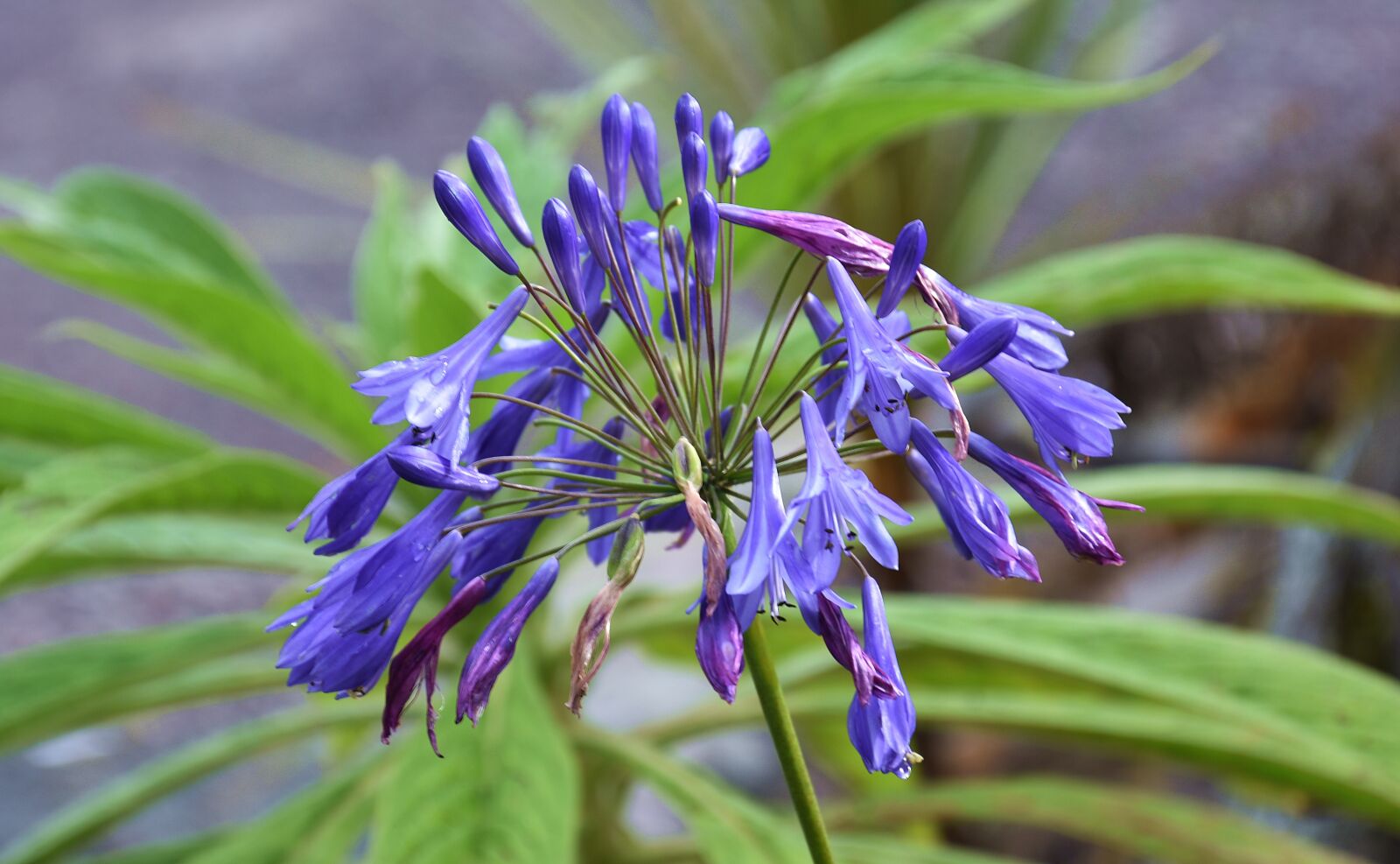 Nikon D3400 sample photo. Nature, plant, flower photography
