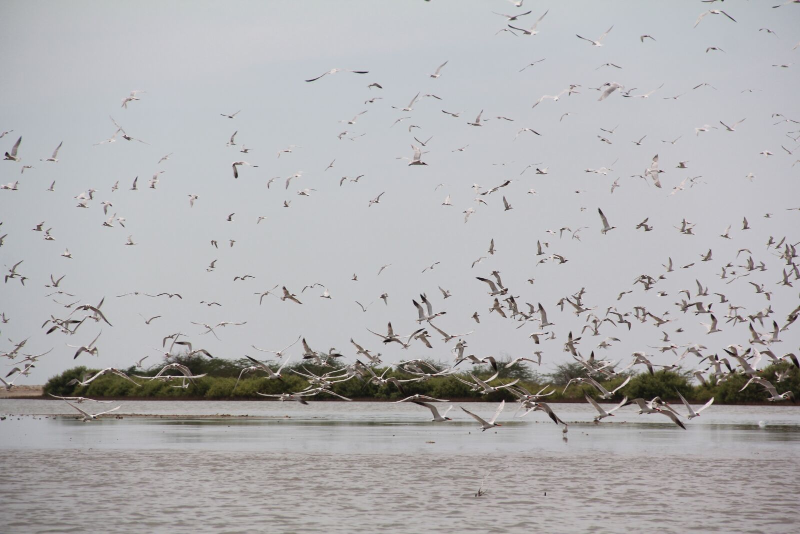Canon EF-S 18-135mm F3.5-5.6 IS sample photo. Birds, fly, sea photography
