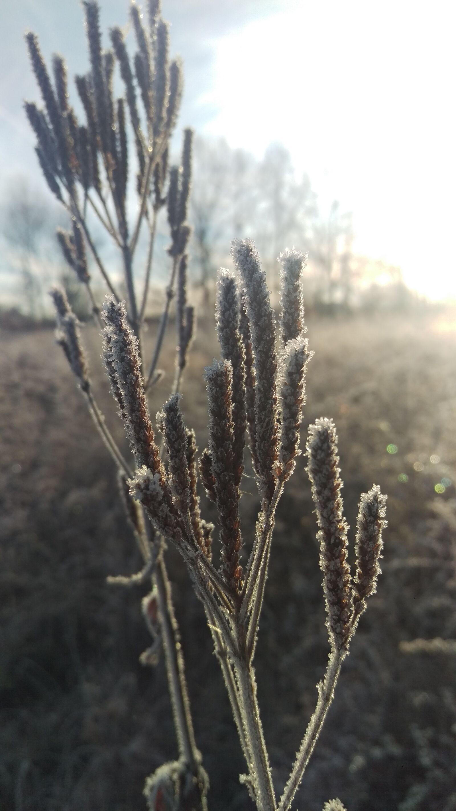 HTC ONE M9 sample photo. Grass, winter photography