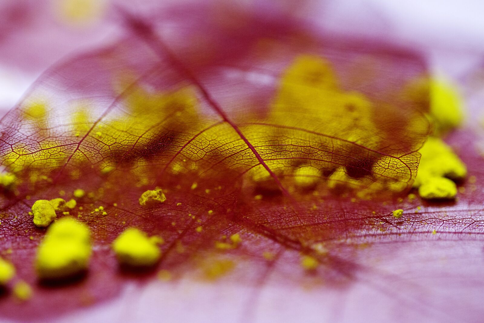 Canon EOS 7D sample photo. Yellow, pink, red photography
