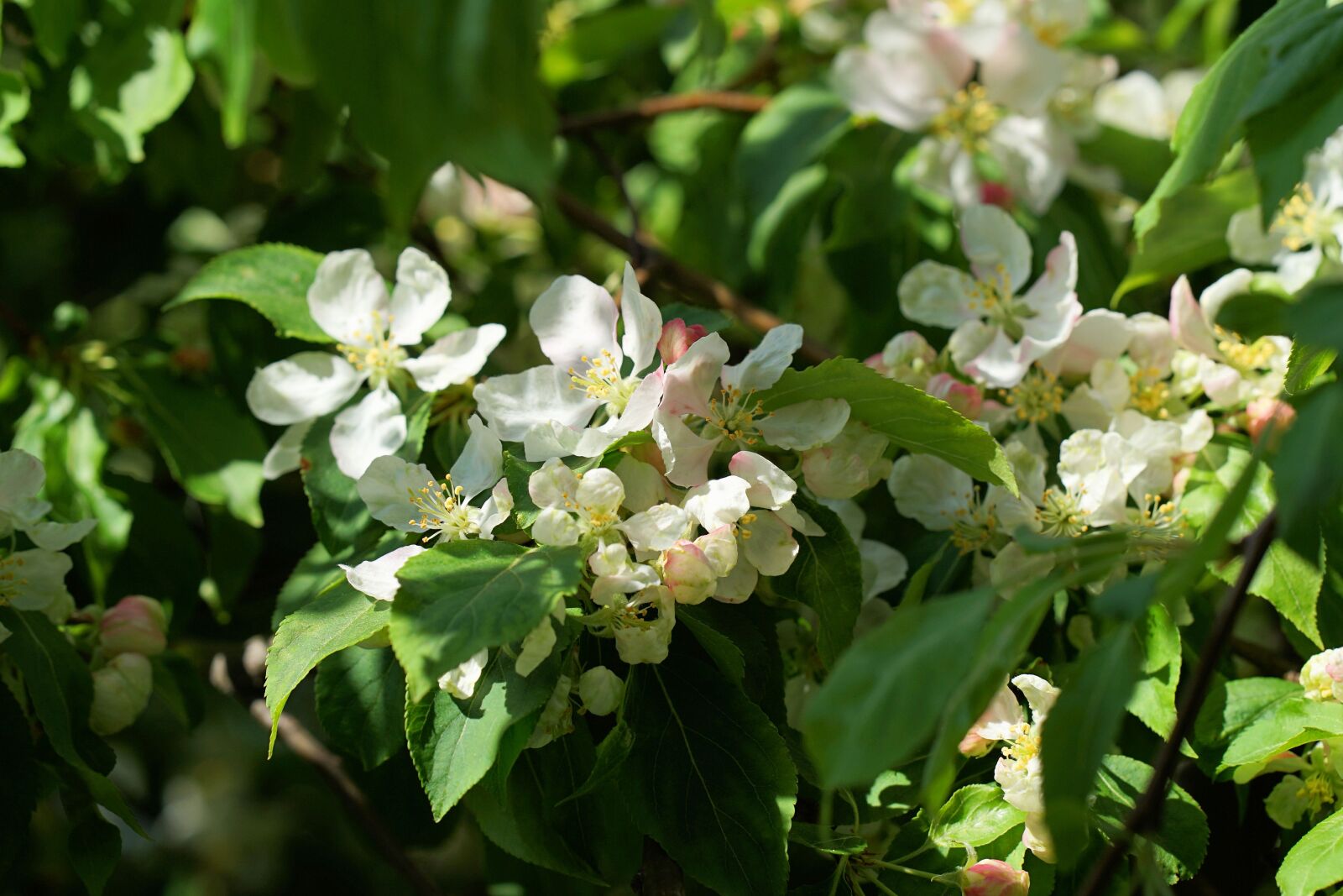 ZEISS Batis 85mm F1.8 sample photo. Embellishment, spring, apple blossom photography