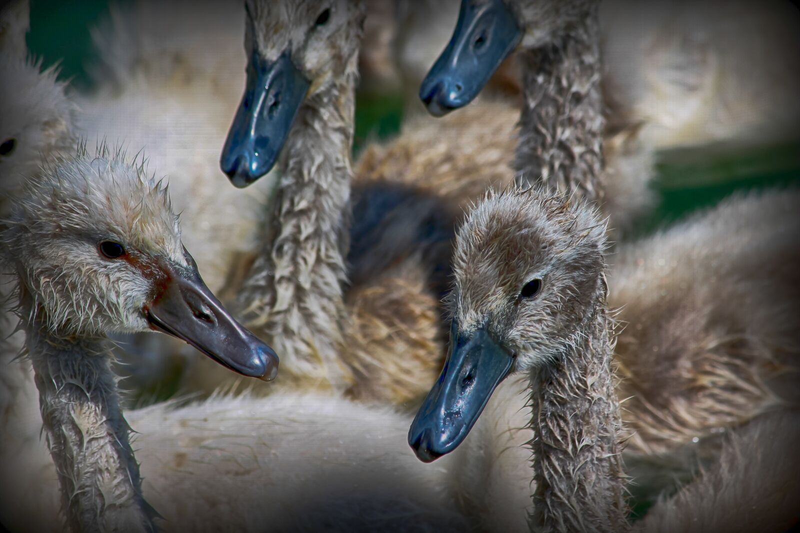 Canon EOS 1100D (EOS Rebel T3 / EOS Kiss X50) sample photo. Baby, swan, bird photography
