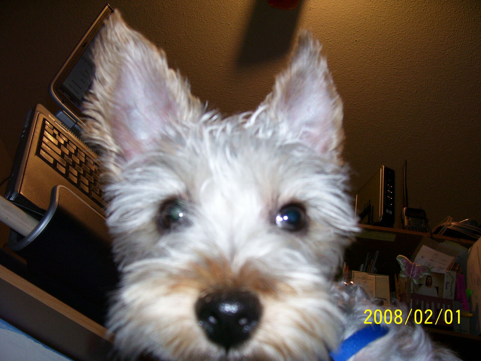 Kodak C340 ZOOM DIGITAL CAMERA sample photo. Close, up, dog, face photography