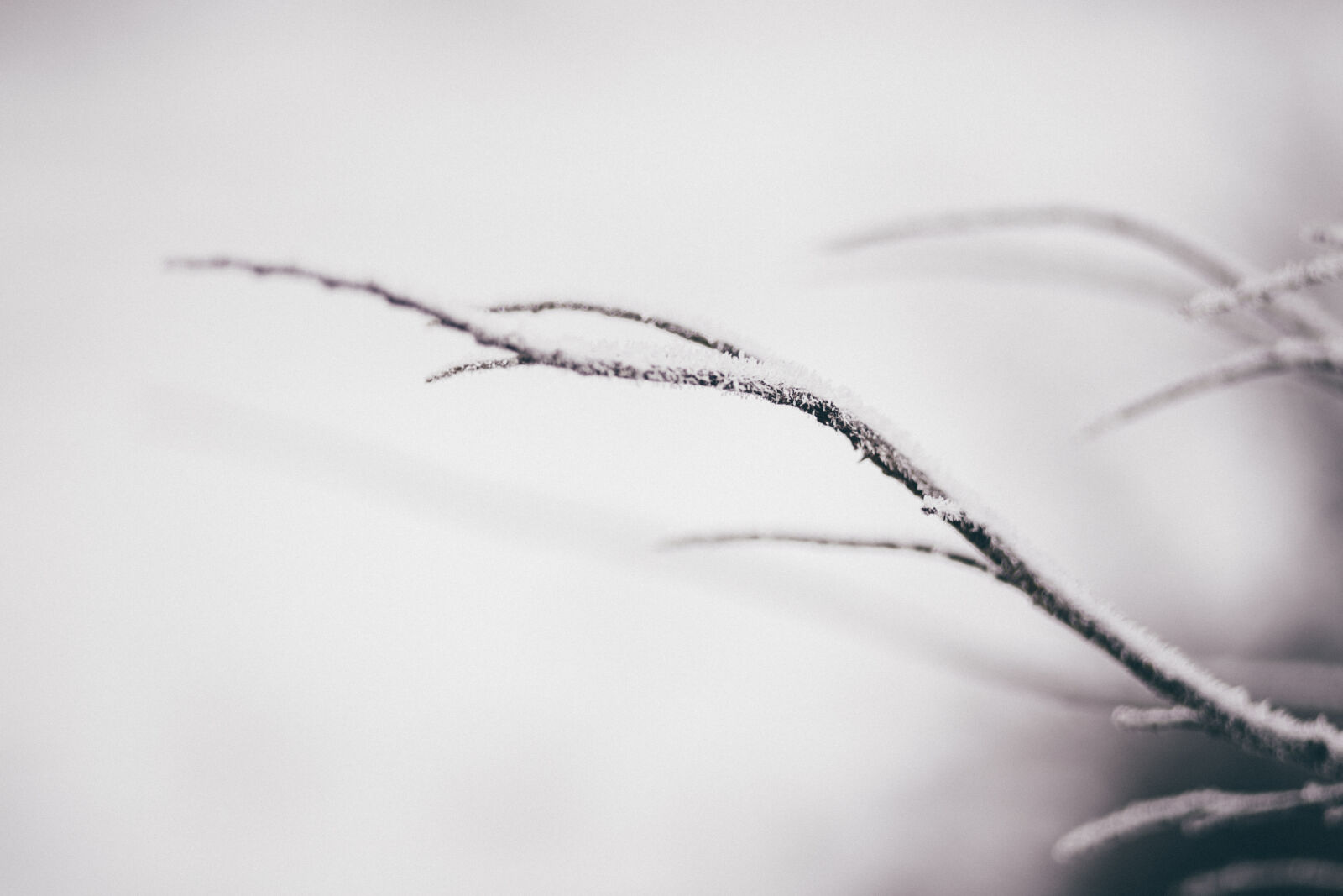 Canon EF 85mm F1.8 USM sample photo. Branch, macro, snow, winter photography