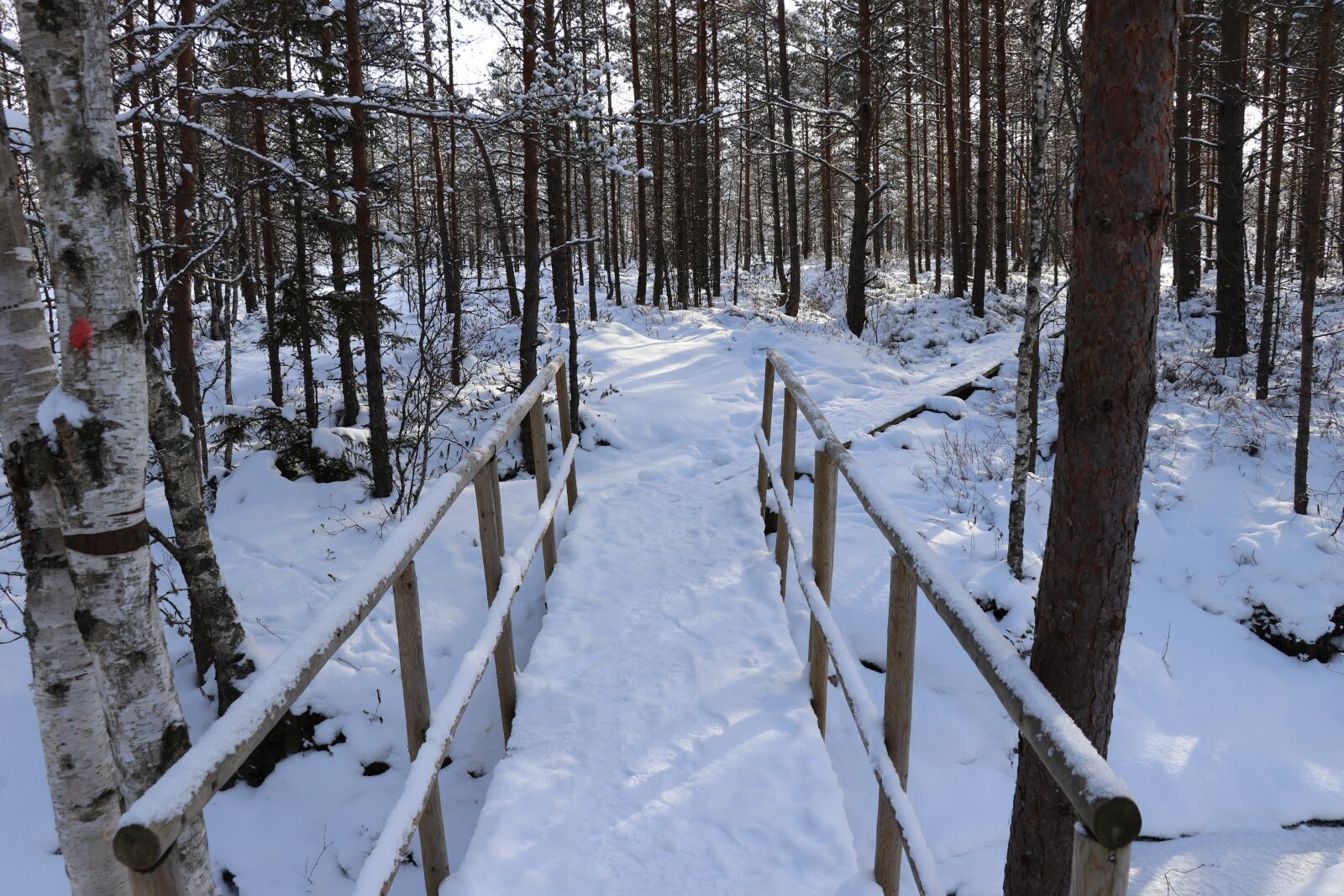 Canon EF-S 18-135mm F3.5-5.6 IS USM sample photo. Snow, winter, wood photography