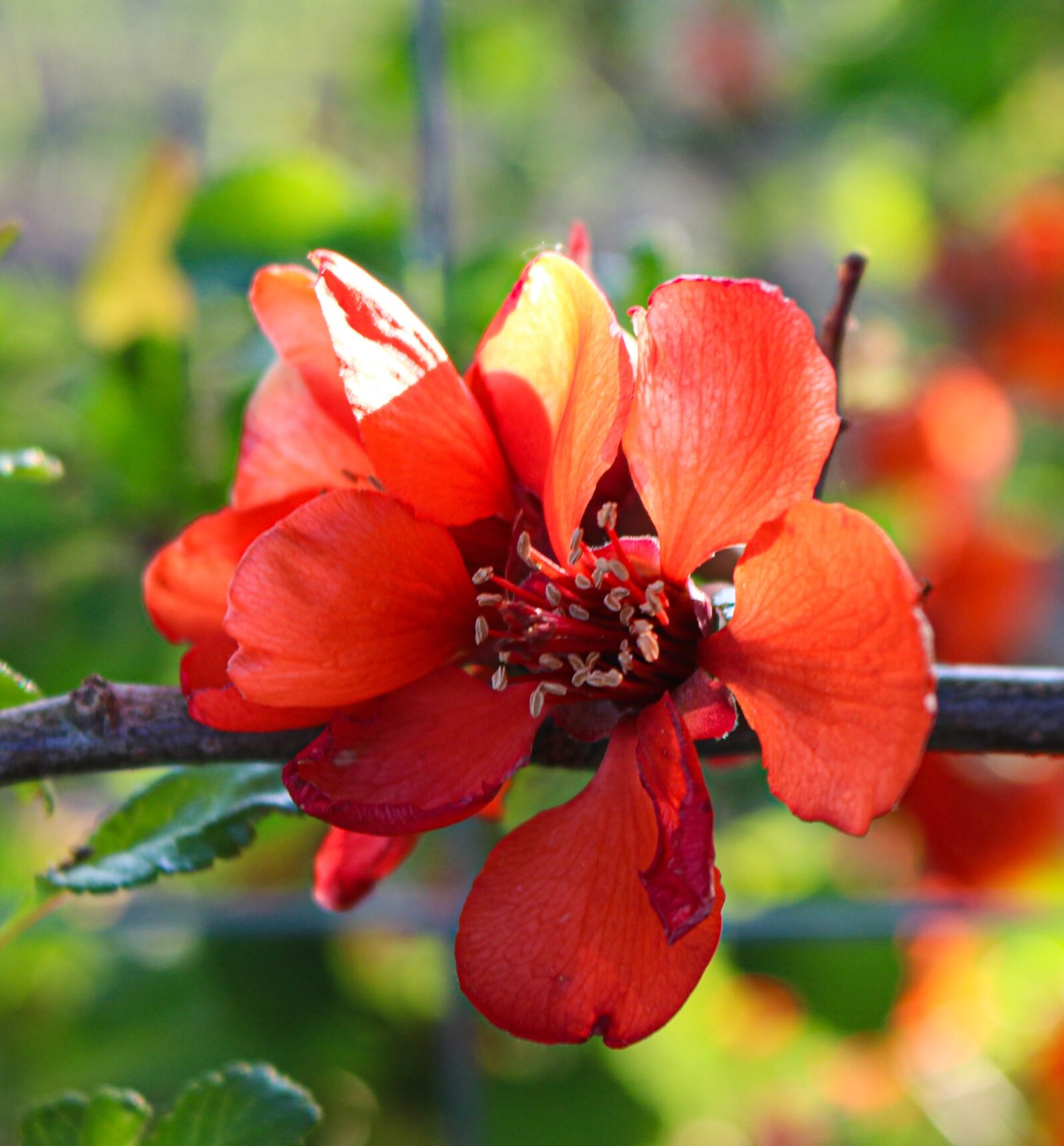 Canon EOS 750D (EOS Rebel T6i / EOS Kiss X8i) sample photo. Flowers, nature, flower photography