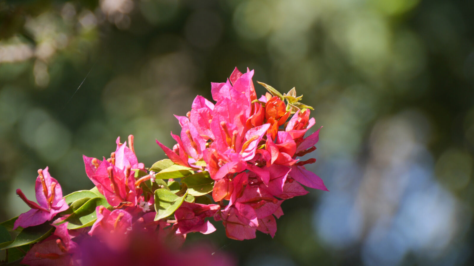 Panasonic Lumix DMC-GH3 sample photo. Flower photography