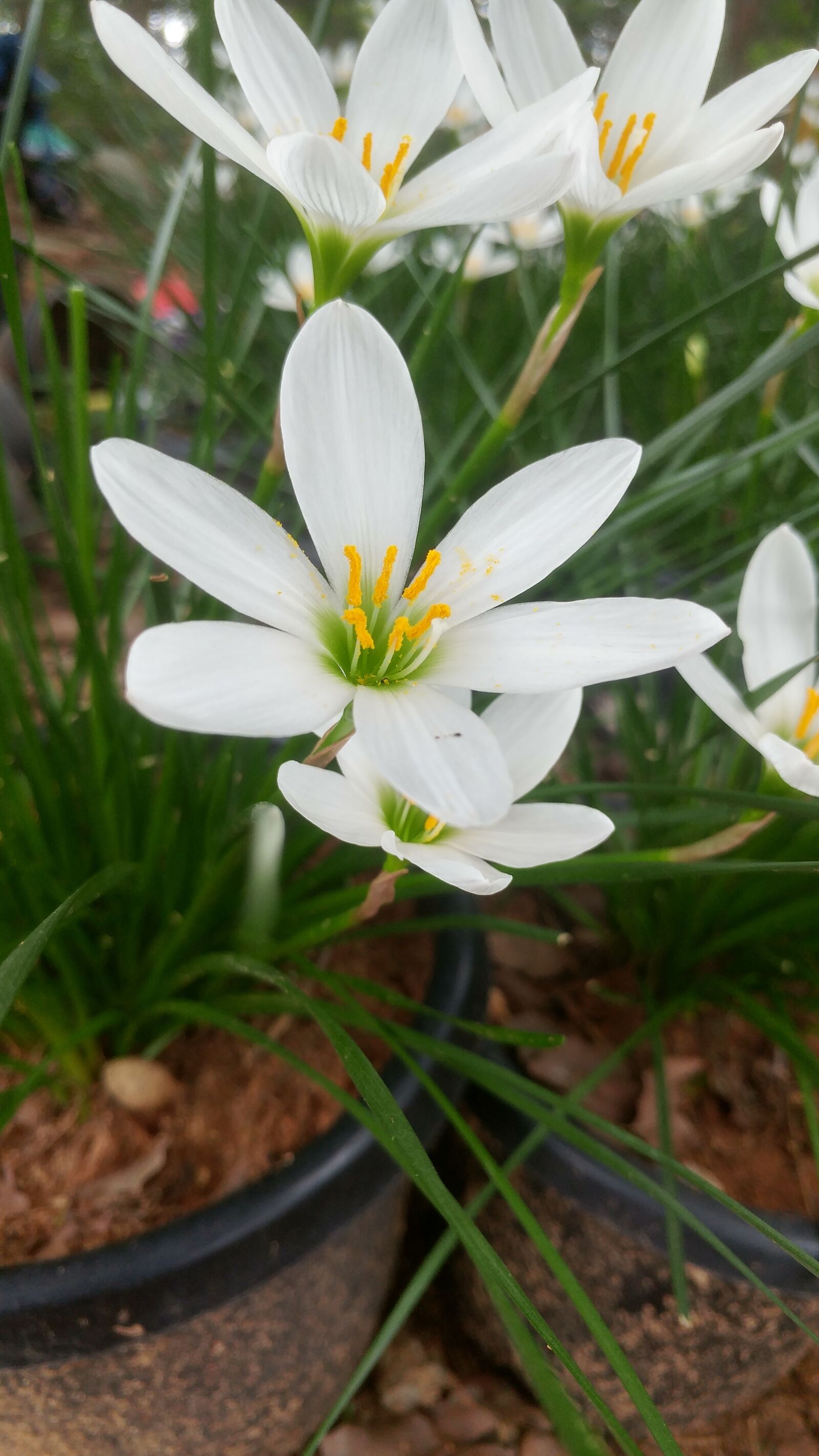 LG G5 sample photo. Flower, plant, garden photography