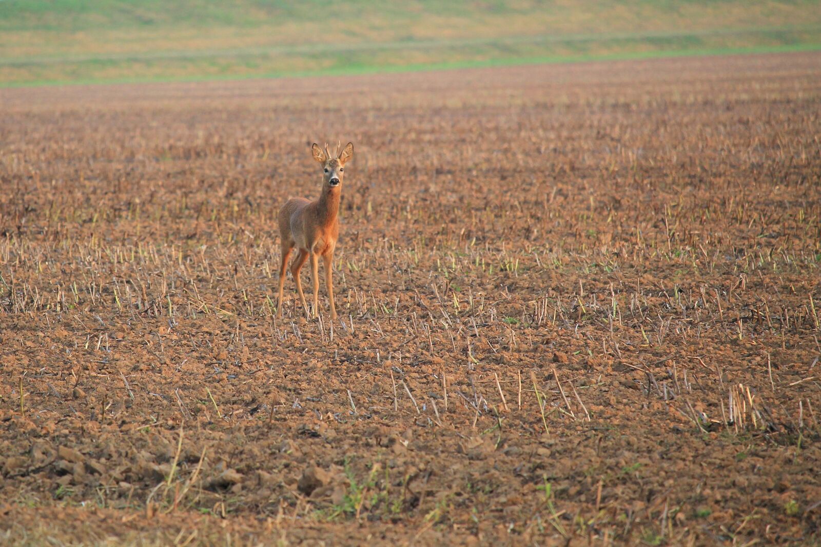Canon EF-S 55-250mm F4-5.6 IS STM sample photo. Roe deer, fallow deer photography