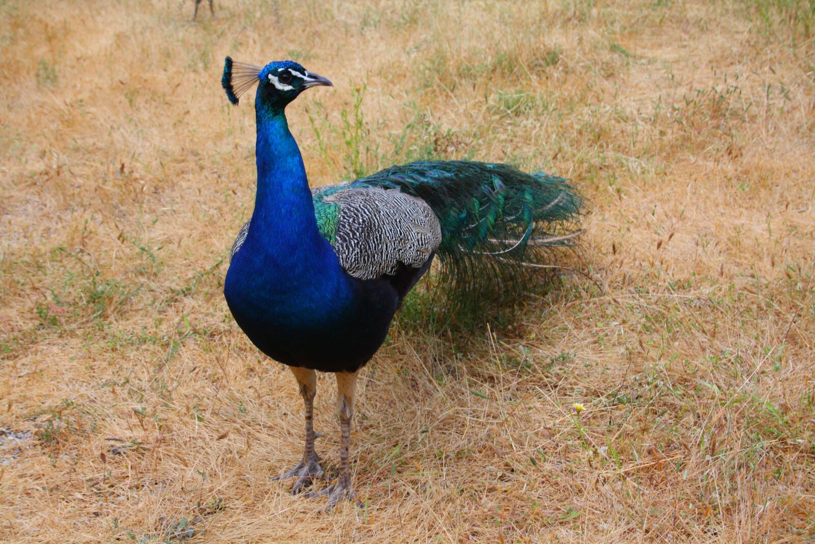 Canon EOS 1000D (EOS Digital Rebel XS / EOS Kiss F) sample photo. Peacock, bird, zoo photography