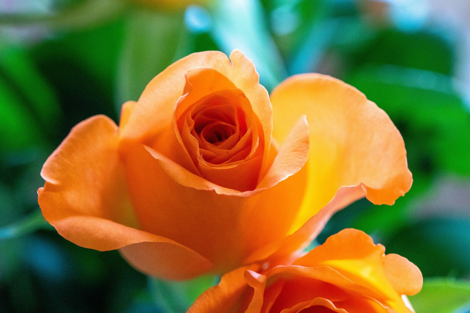 Canon EOS 5D Mark IV sample photo. Rose, orange, flower photography