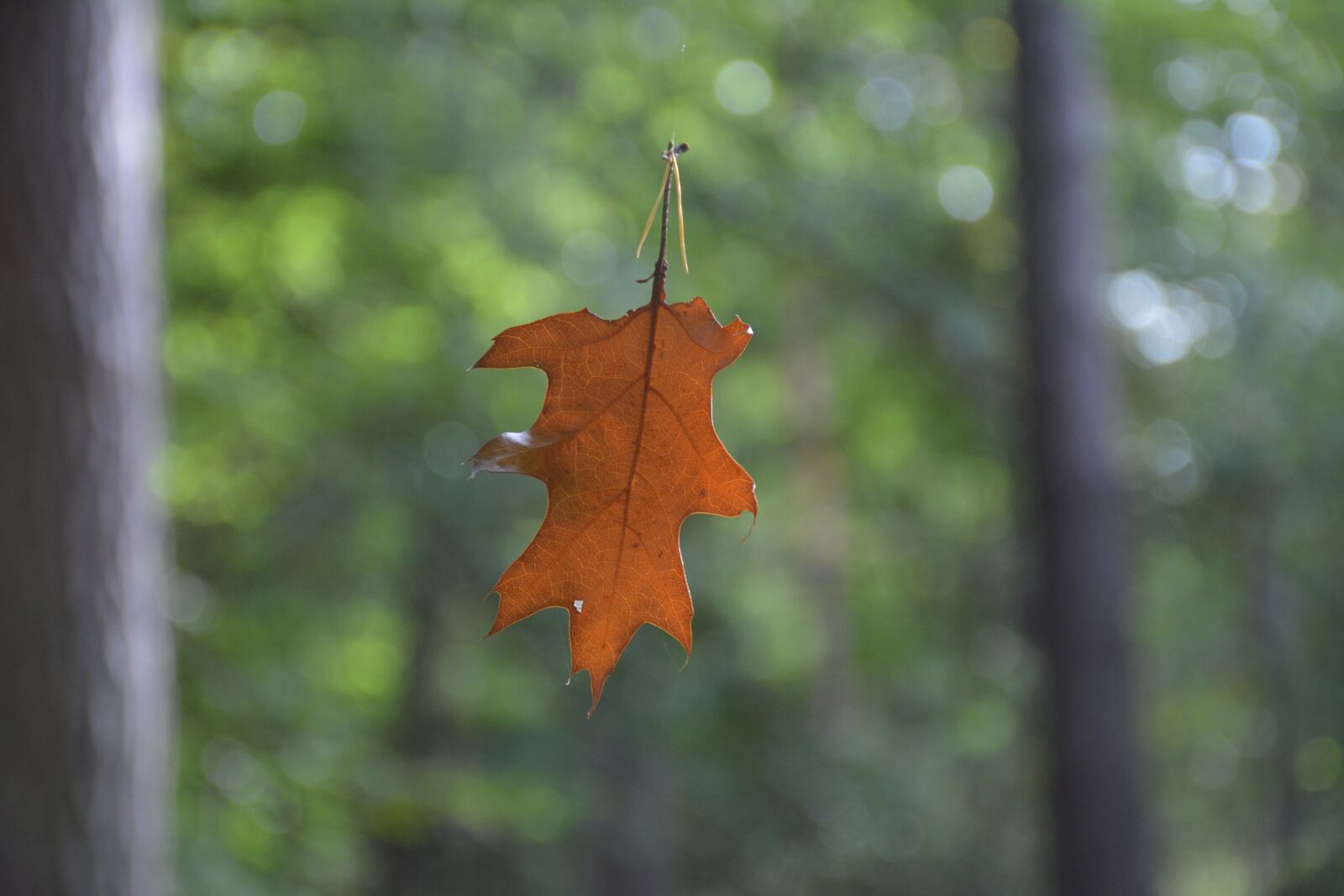 Nikon D5200 sample photo. Sheet, autumn, fall colors photography