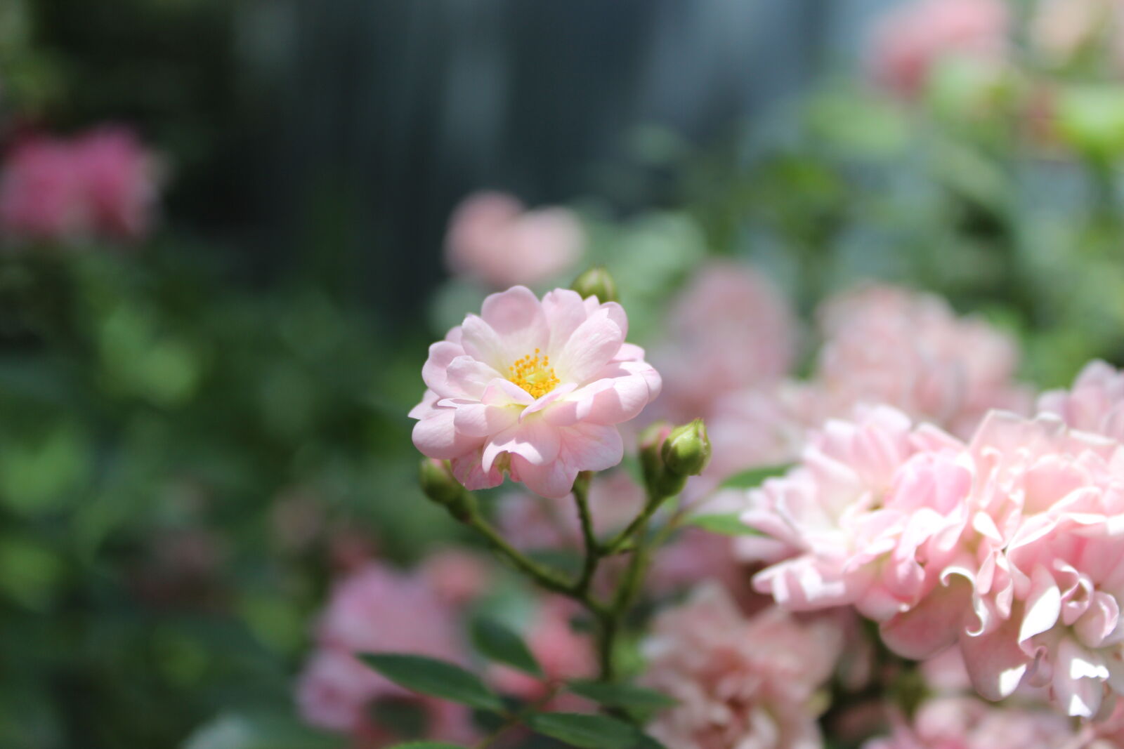 Canon EOS 600D (Rebel EOS T3i / EOS Kiss X5) sample photo. Daylight photography