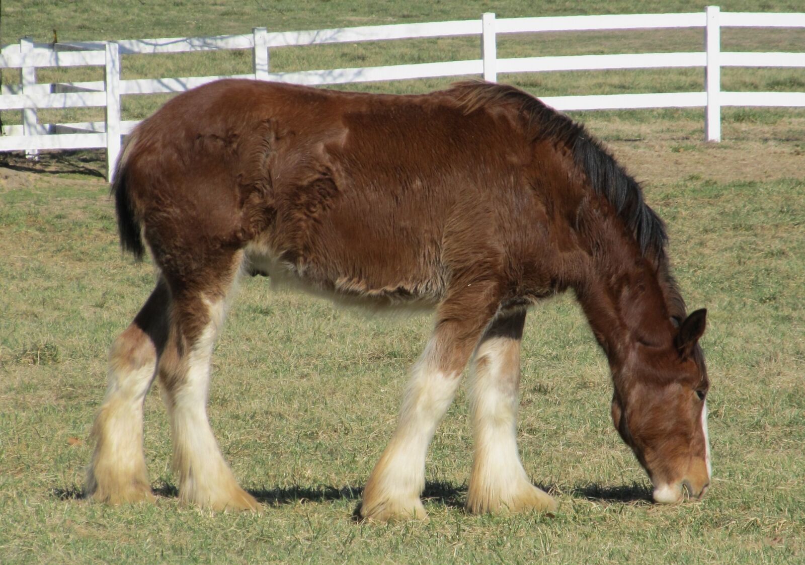 Canon PowerShot SX130 IS sample photo. Clydesdale, horse, yearling photography