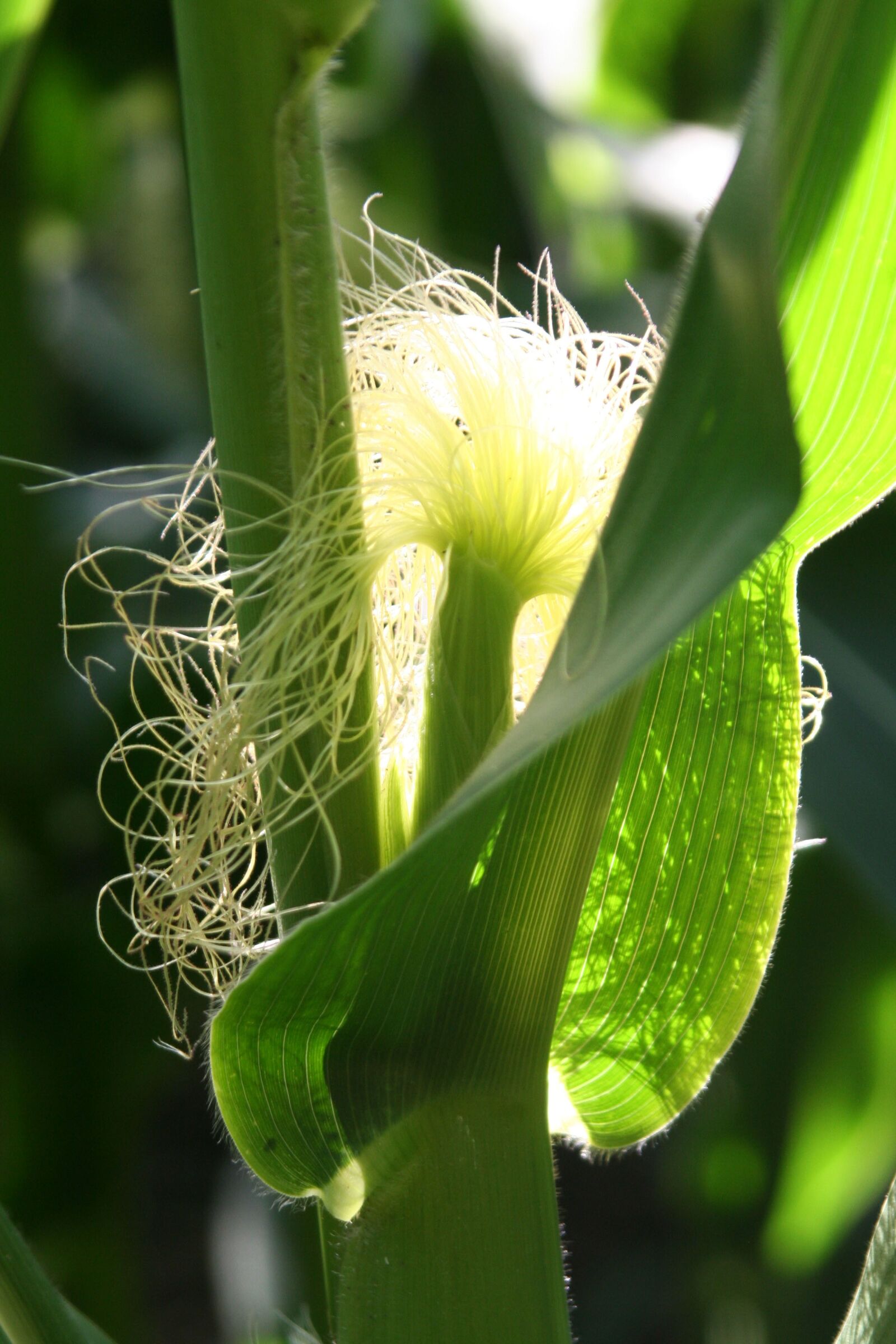 Canon EOS 350D (EOS Digital Rebel XT / EOS Kiss Digital N) sample photo. Leaf, corn, nature photography