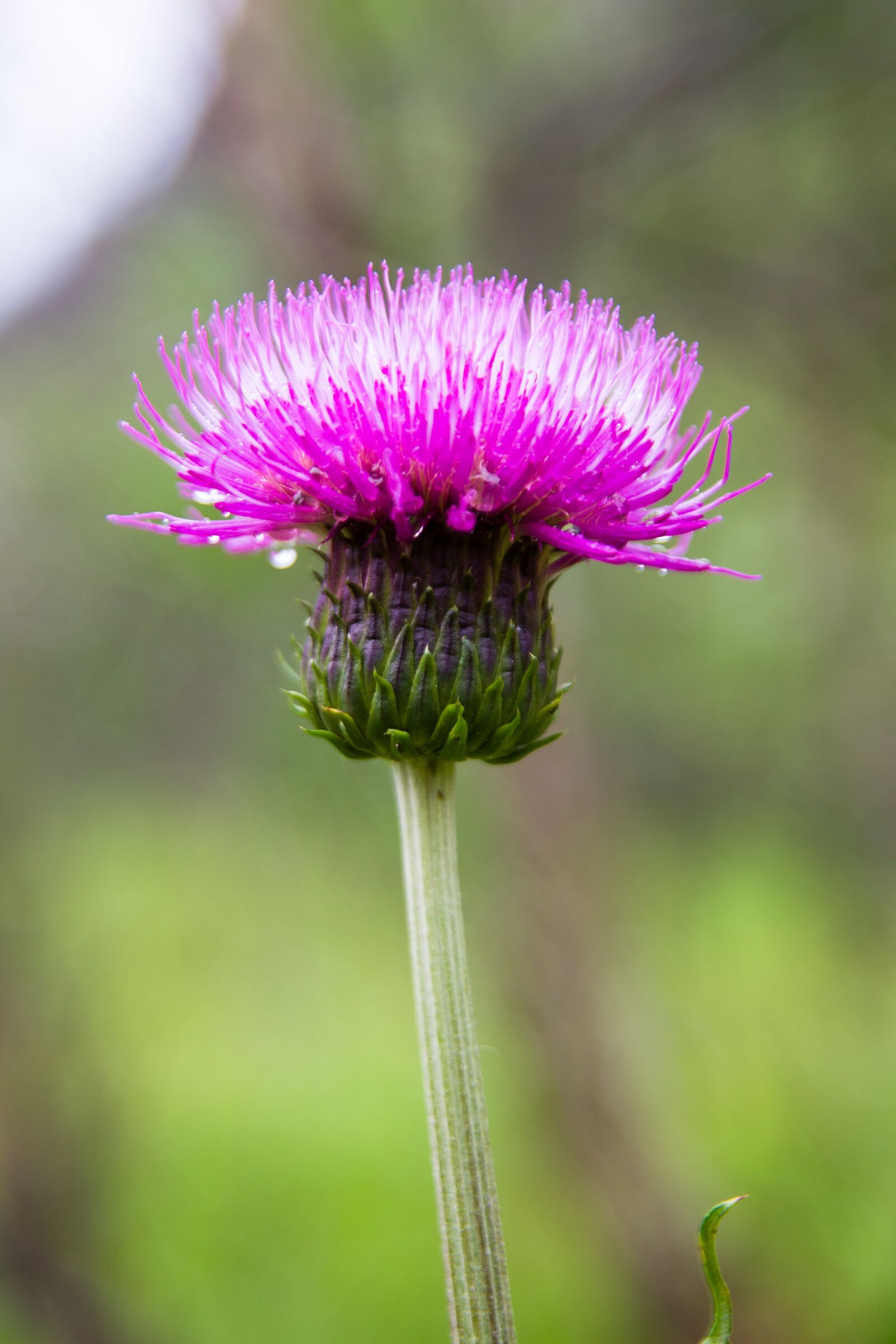 Canon EOS 50D sample photo. Thistle heterophyllous, thistle, grass photography