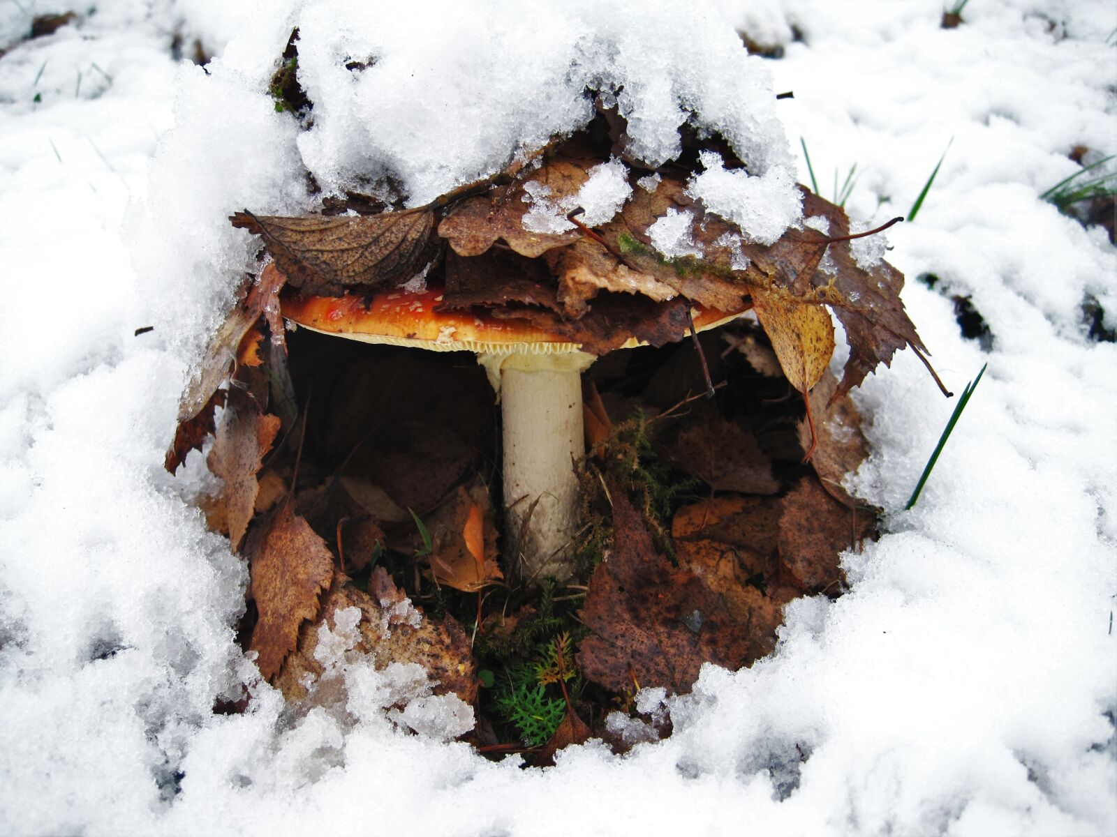 Canon PowerShot SD1200 IS (Digital IXUS 95 IS / IXY Digital 110 IS) sample photo. Fly agaric, first snow photography
