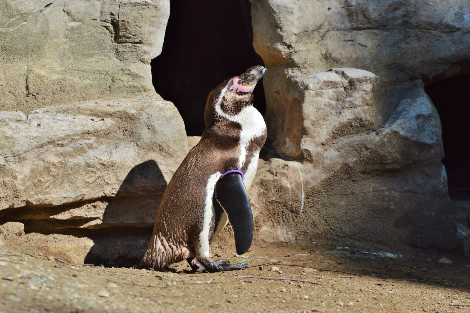 Nikon D3200 sample photo. Penguin, bird, water bird photography