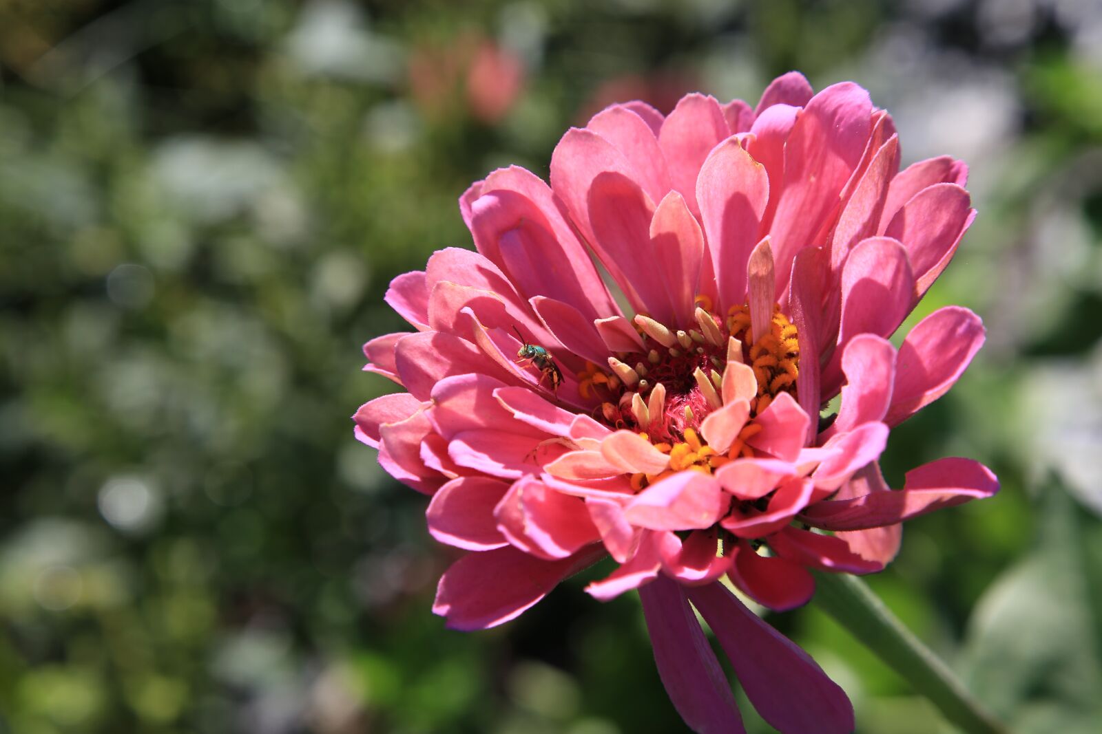 Canon EOS 6D + Canon EF 24-105mm F4L IS USM sample photo. Flowers, chrysanthemum, bee photography