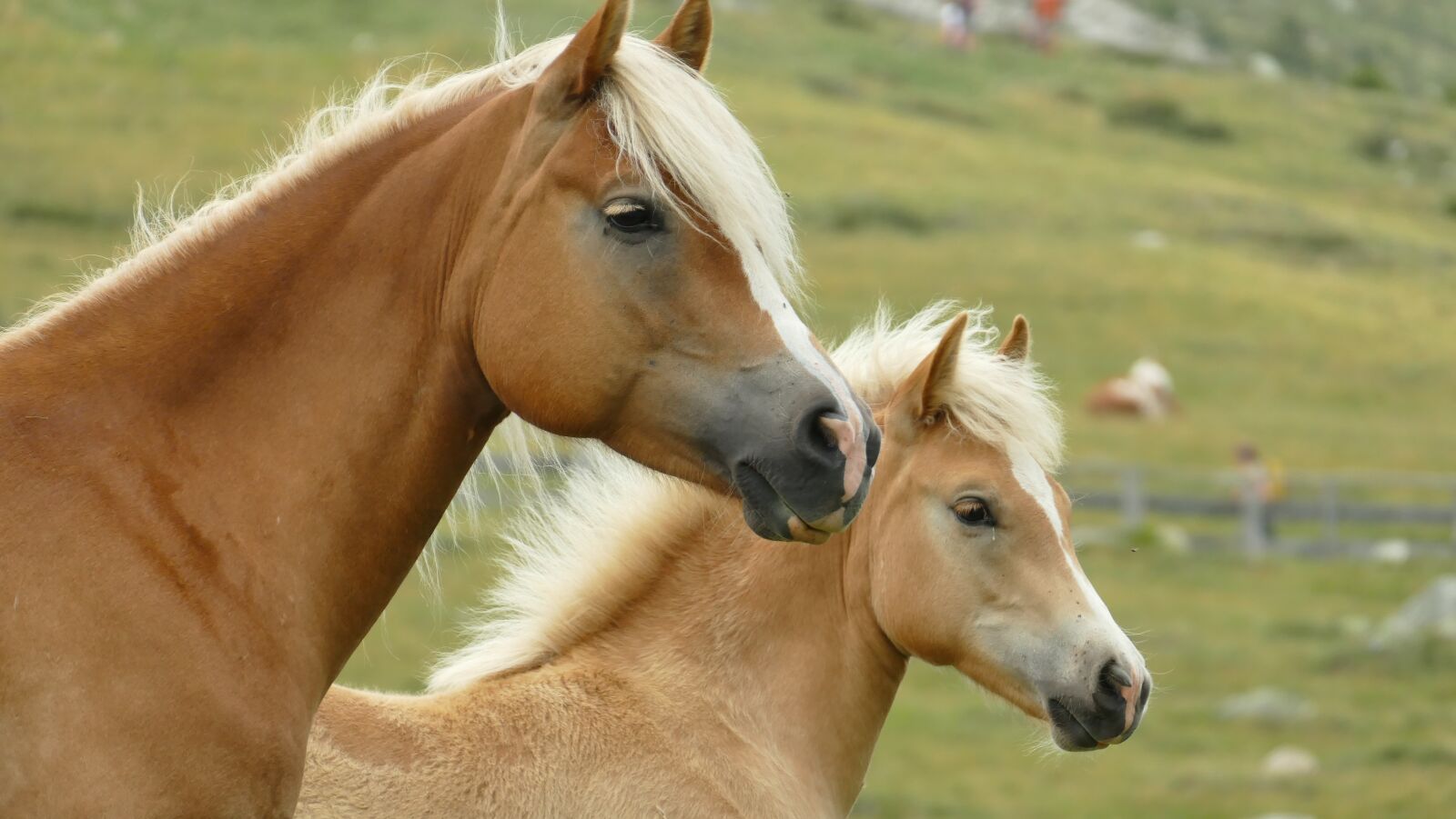 Panasonic Lumix DMC-FZ1000 sample photo. Animals, horses, nature photography