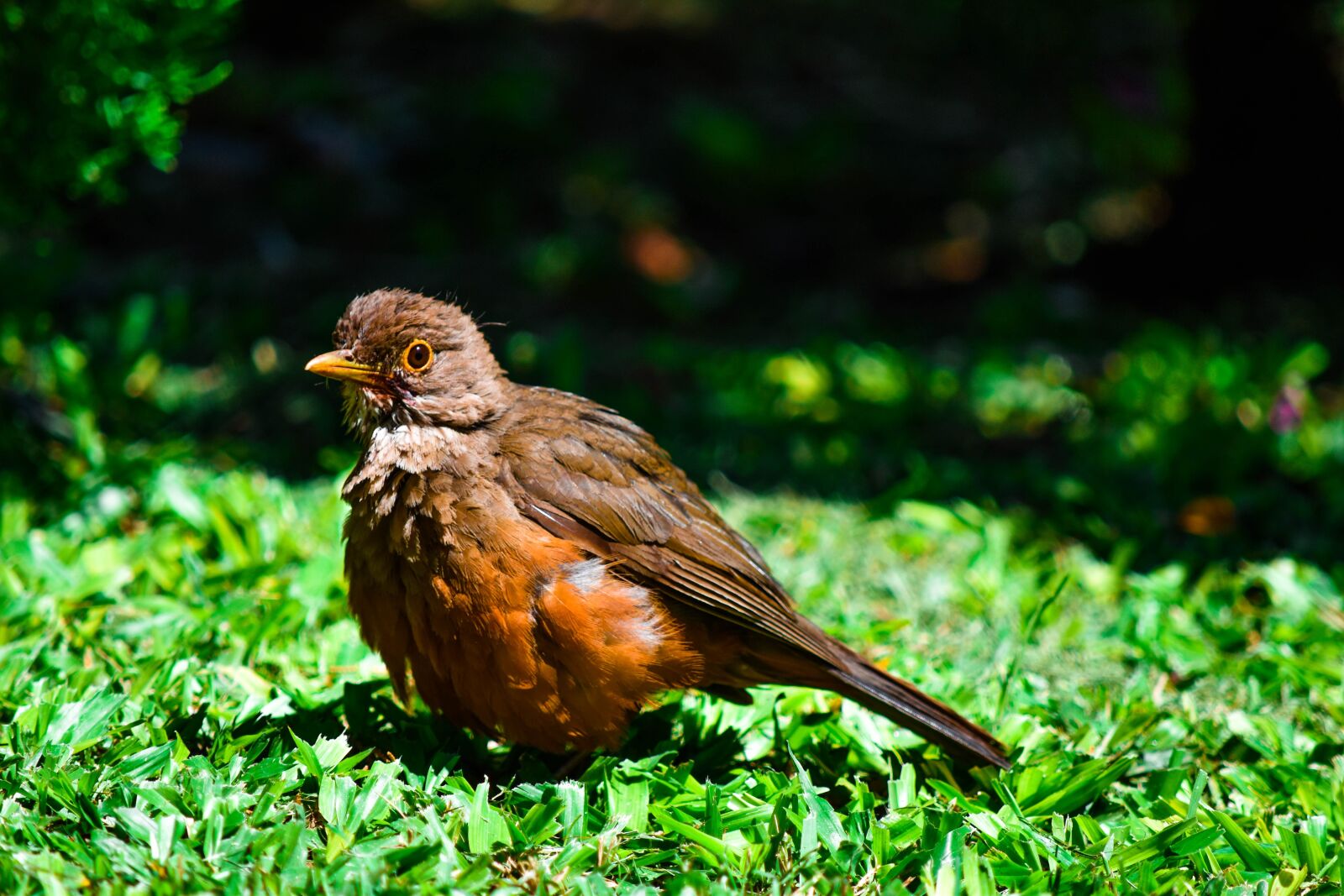 Nikon D5500 sample photo. Bird, green, animal photography