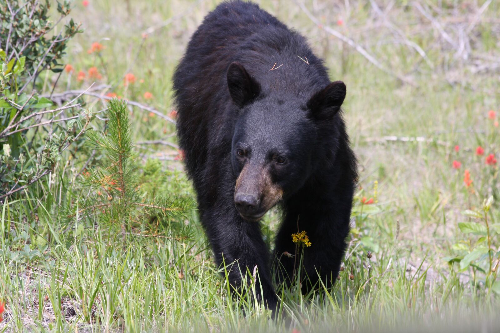 Canon EOS 40D sample photo. Bear, jasper, nature photography