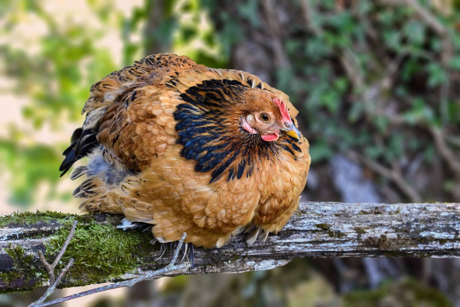 Nikon D500 sample photo. Nature, hen, bird, animal photography