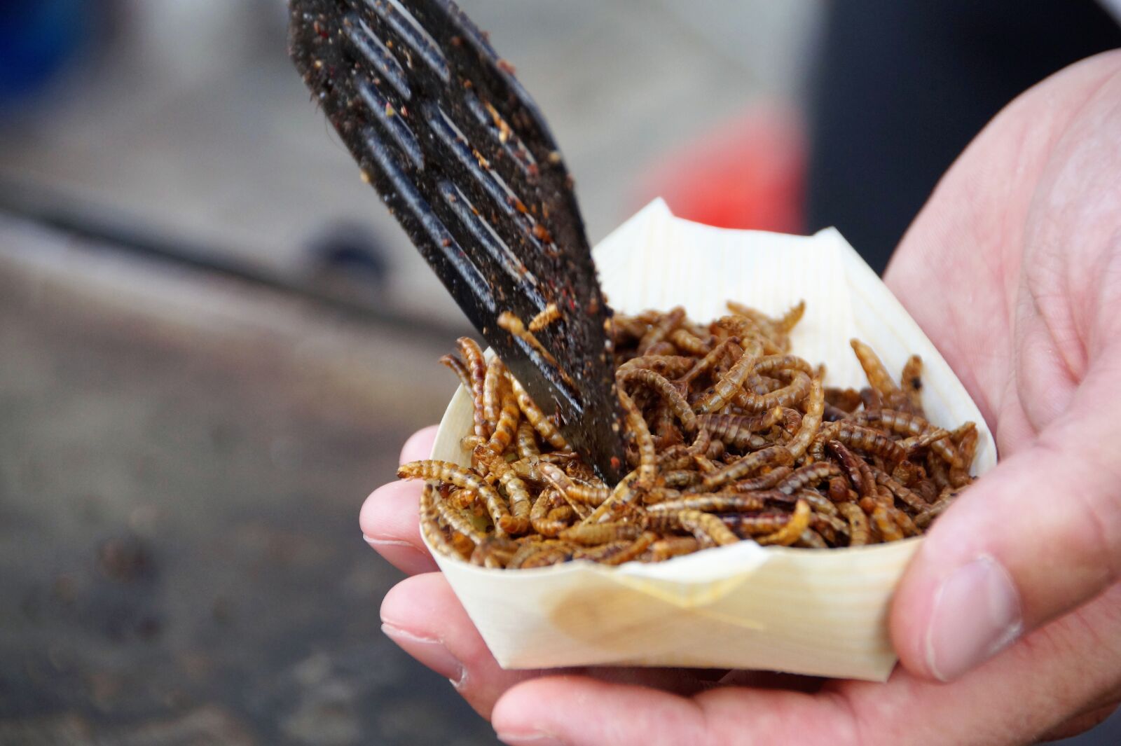 Sony SLT-A58 sample photo. Mouční, worms, grilled photography
