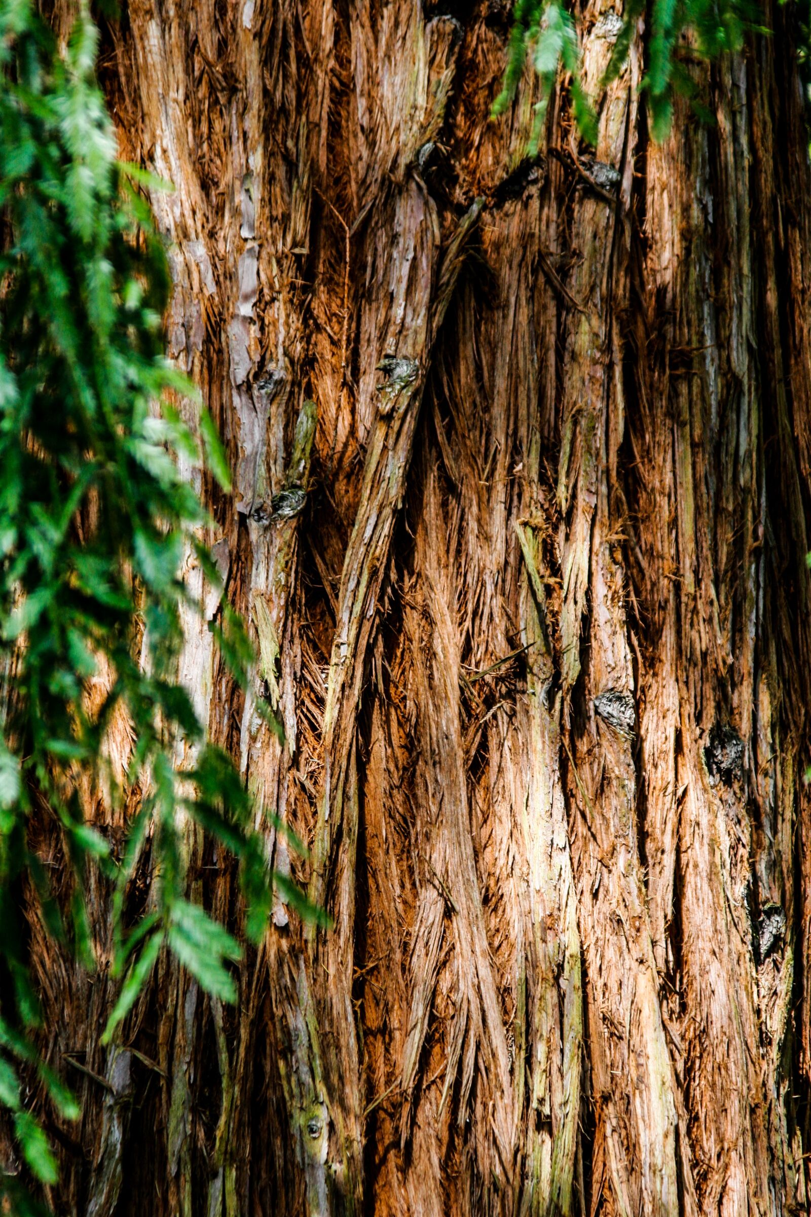 Canon EOS 20D sample photo. Tree trunk, bark, texture photography
