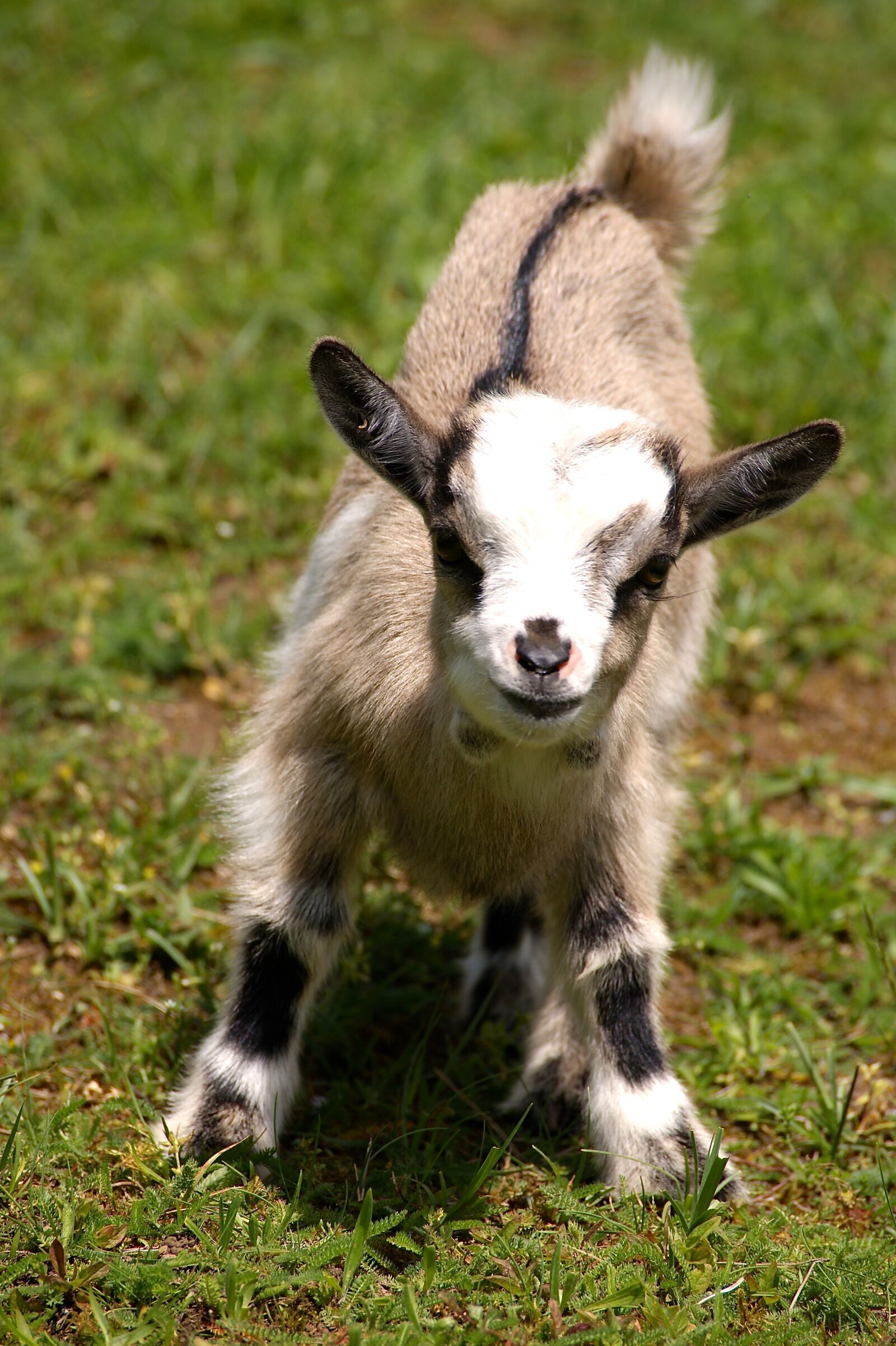 Sony Alpha DSLR-A350 sample photo. Kid, young animal, goat photography