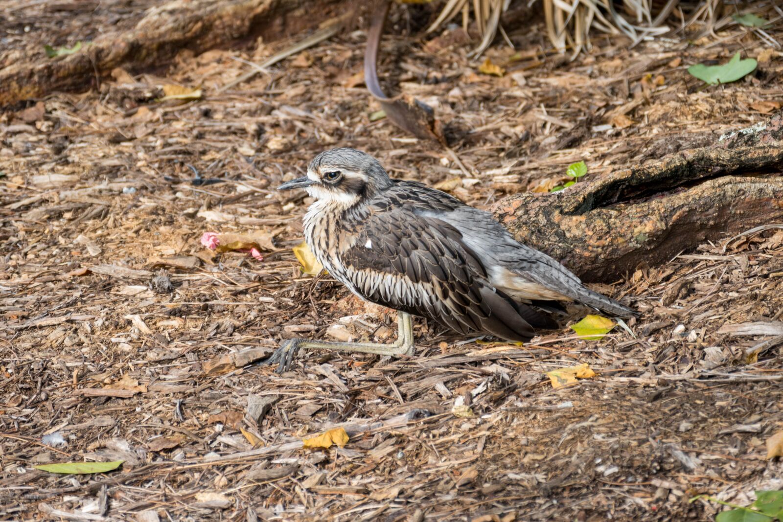 Panasonic Lumix DMC-FZ1000 sample photo. Birds, bush stone-curlew, australia photography