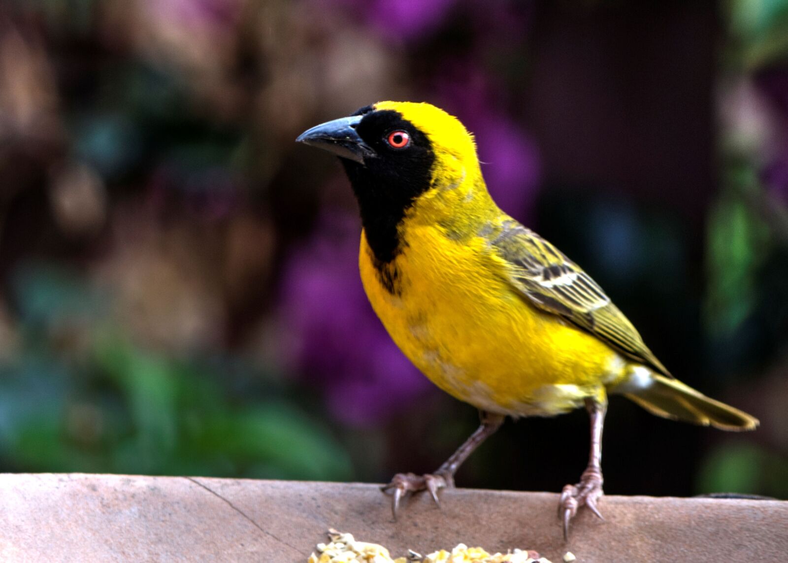Nikon D90 sample photo. Yellow finch, bird, garden photography