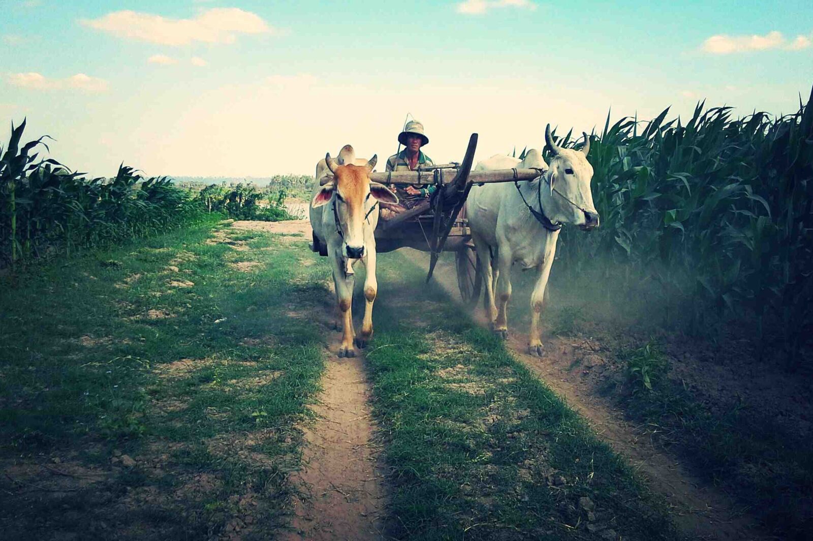 Nikon D3200 sample photo. Field, farmer, animal photography