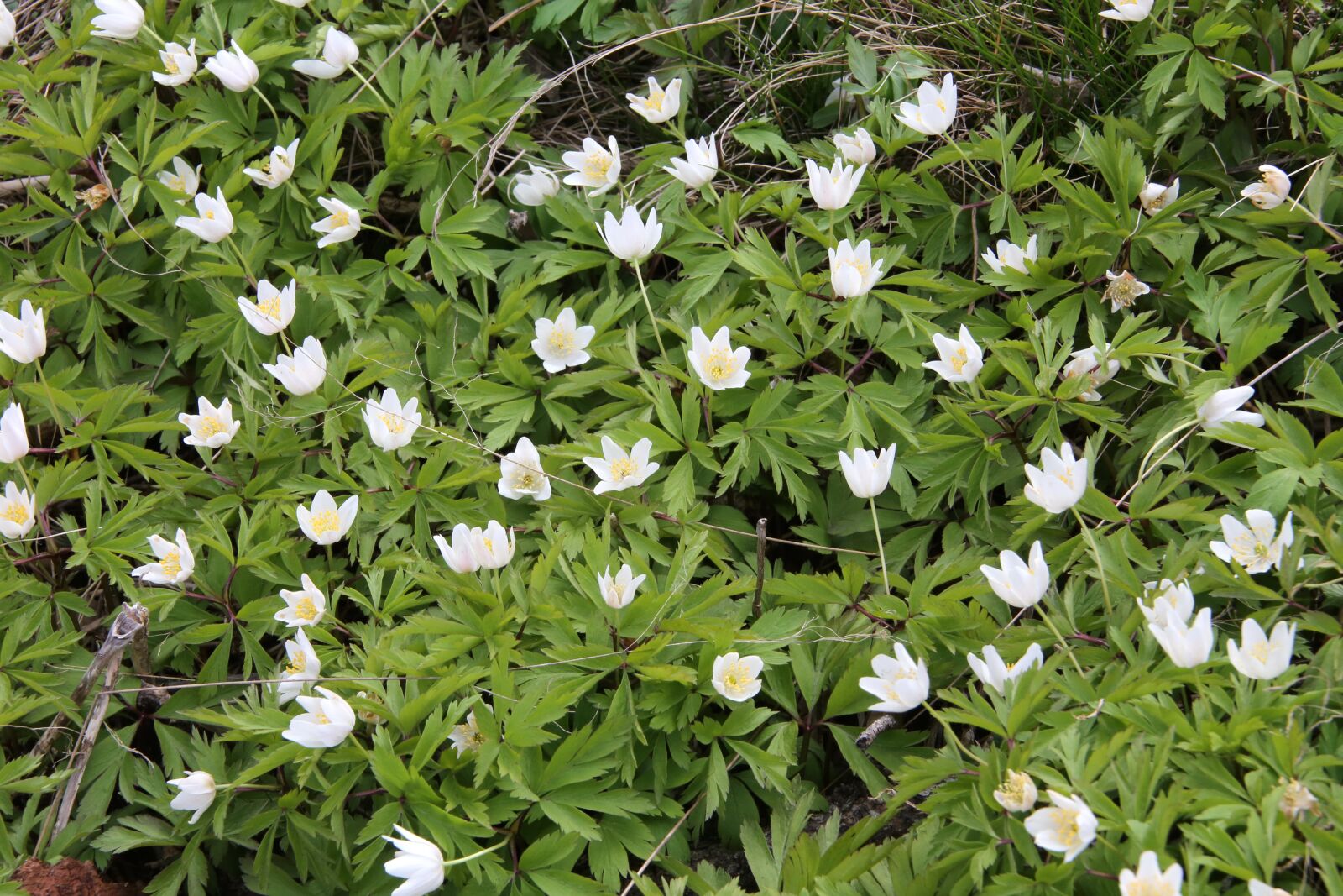 Canon EF 28-300mm F3.5-5.6L IS USM sample photo. Wood anemone, spring, anemone photography