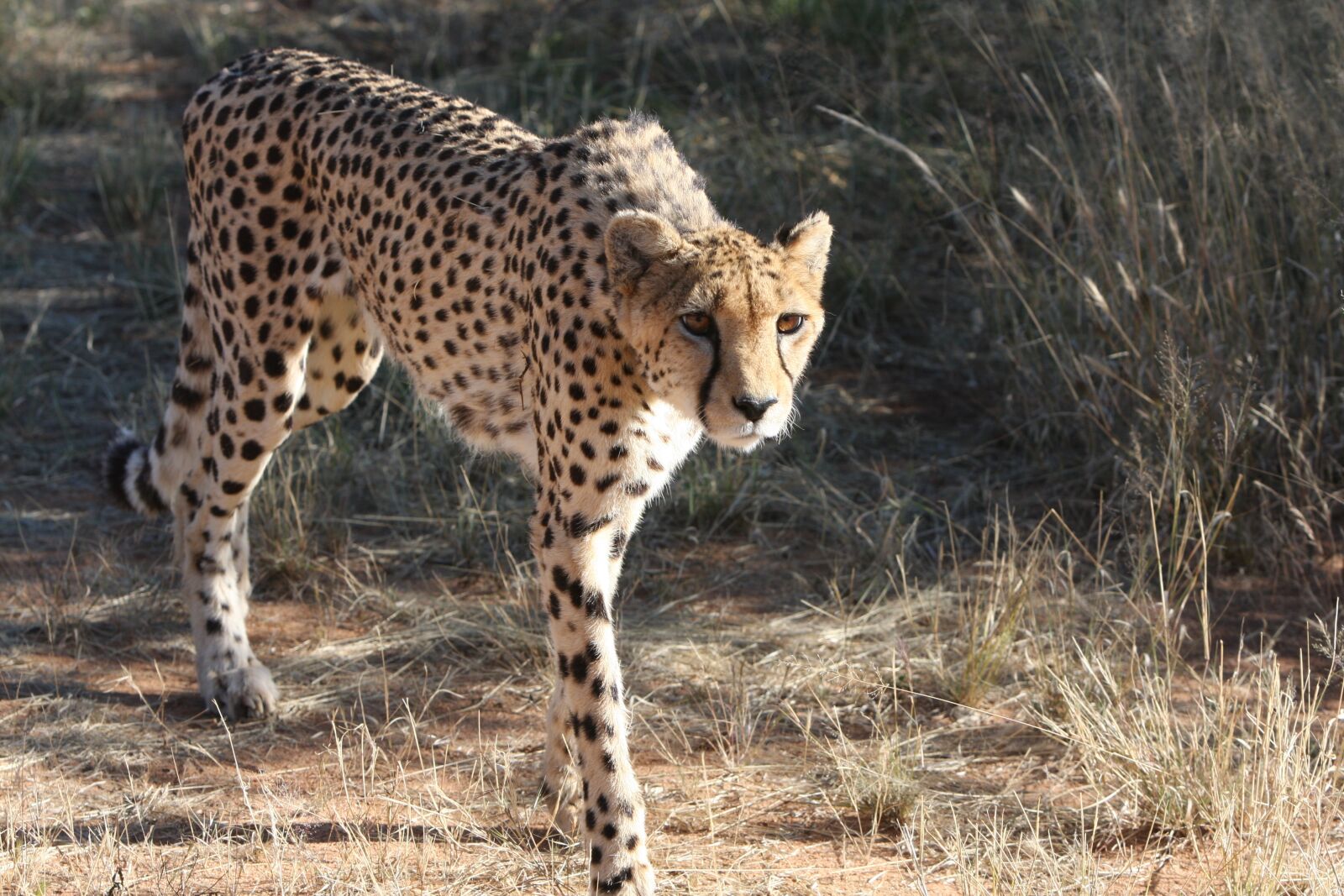 Canon EOS 40D sample photo. Cheetah, namibia, wild photography