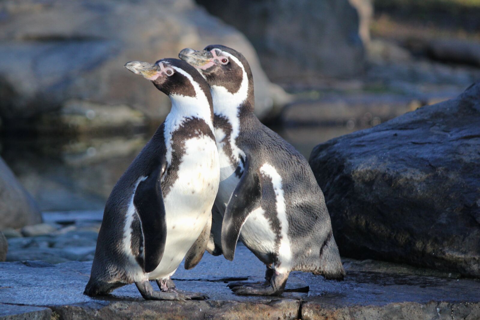 Canon EOS 550D (EOS Rebel T2i / EOS Kiss X4) sample photo. Penguins, humboldt, birds photography