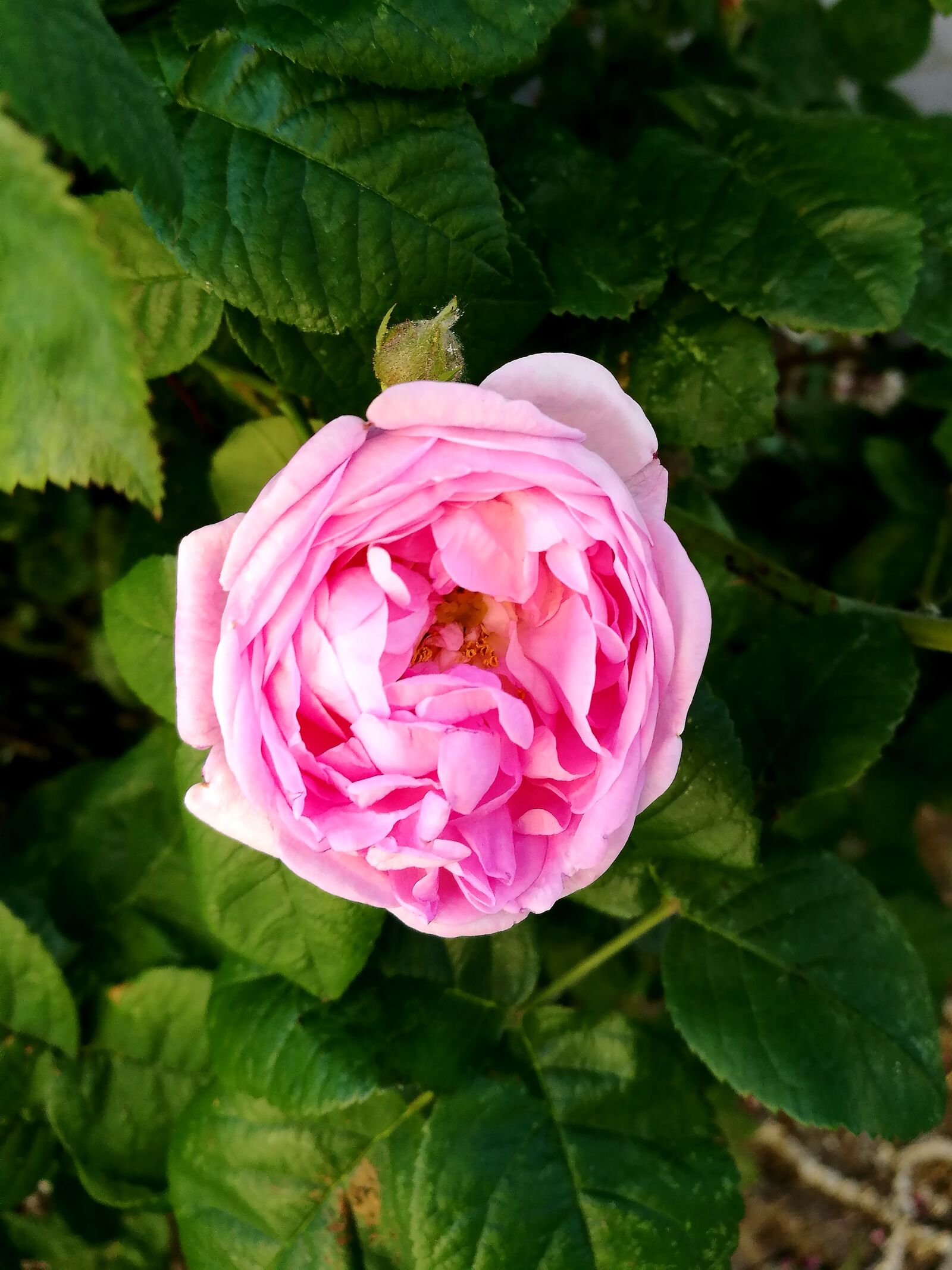 HUAWEI P9 sample photo. Summer, rose, flowers photography