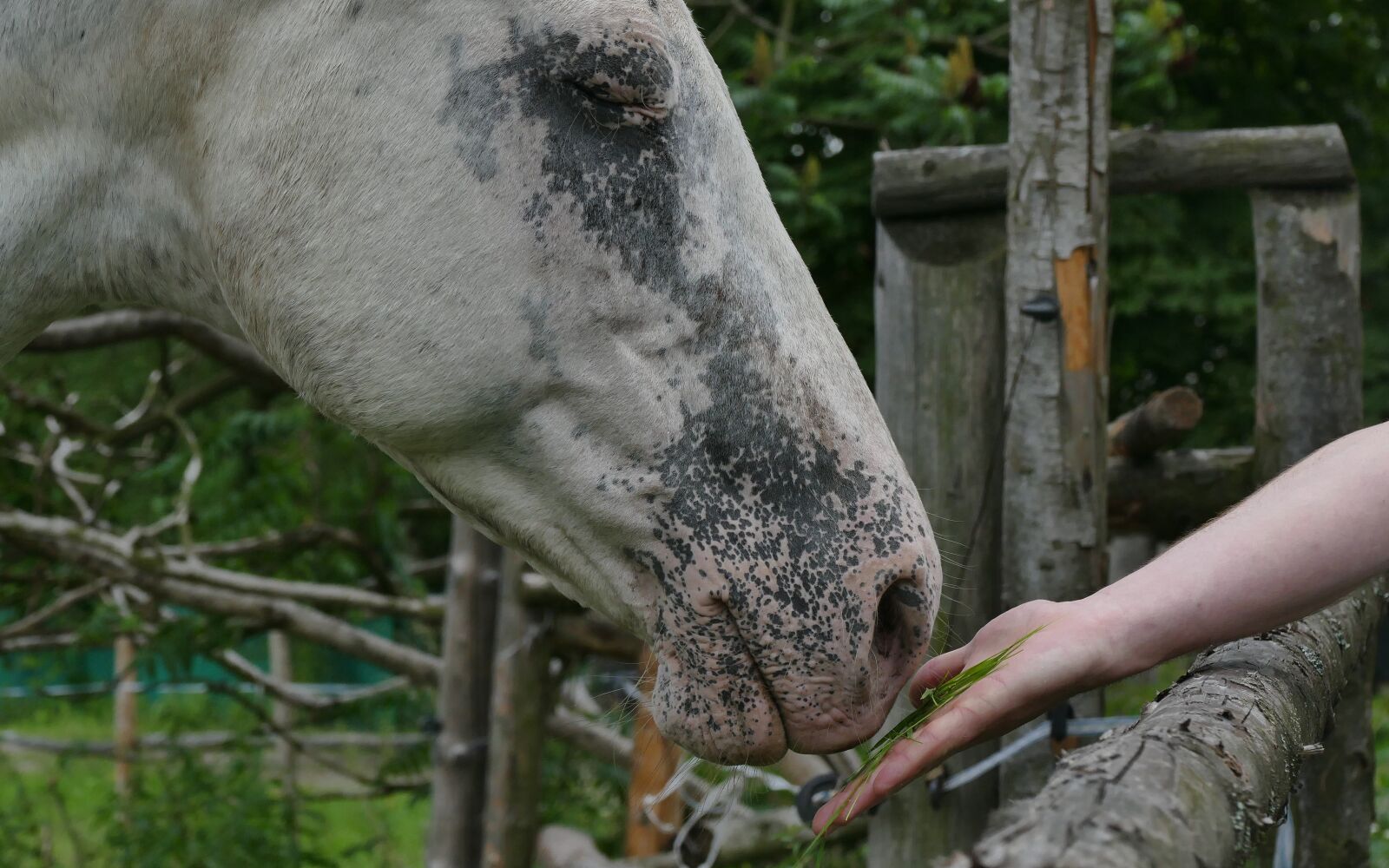 Panasonic Lumix DMC-FZ1000 sample photo. I love horses, the photography