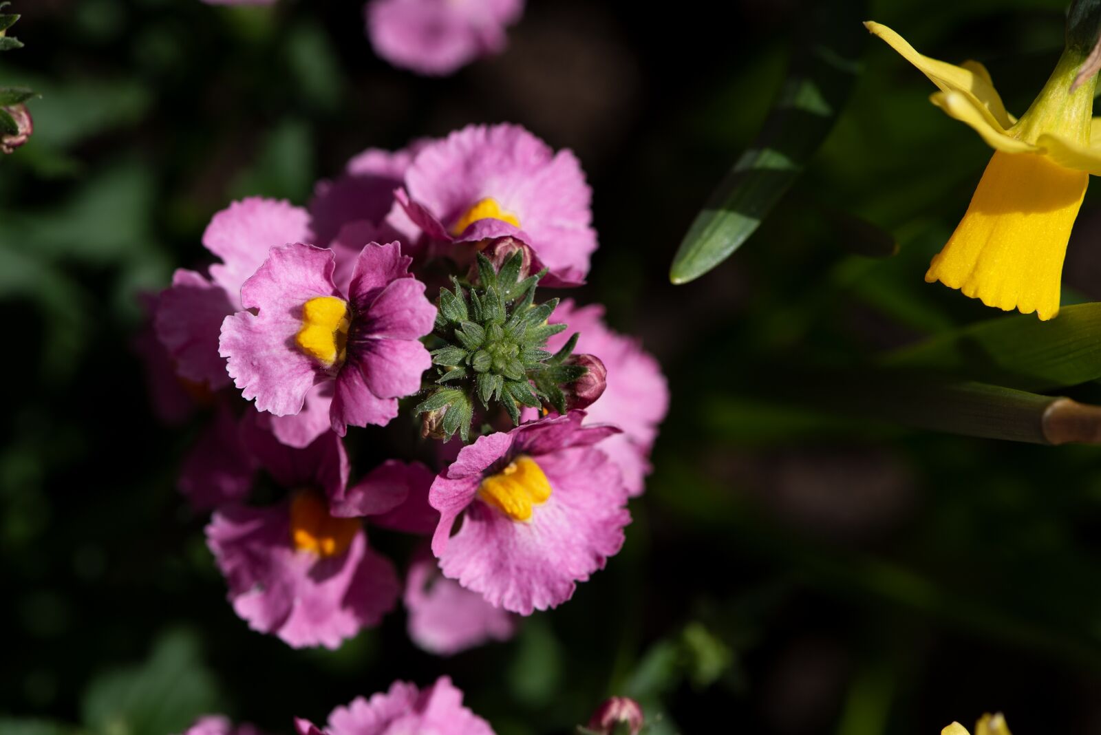 Nikon D750 sample photo. Flowers, flower, pink photography