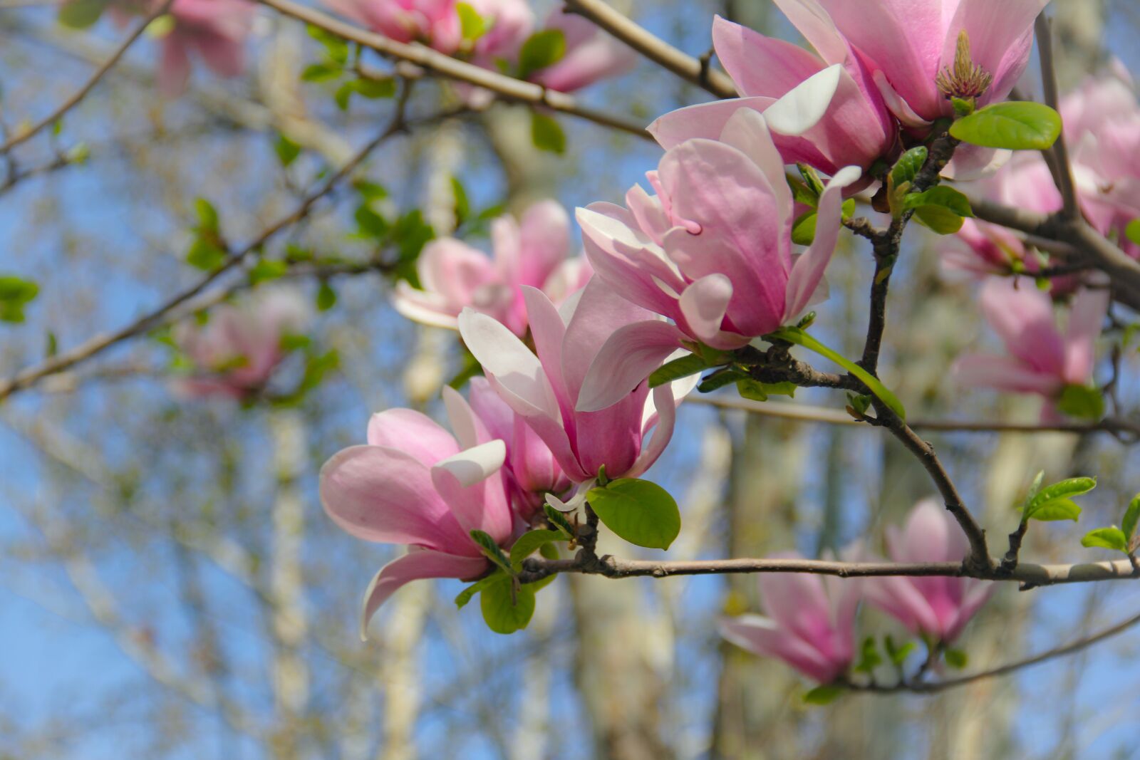 Canon EOS 60D sample photo. Magnolia, pink, spring photography