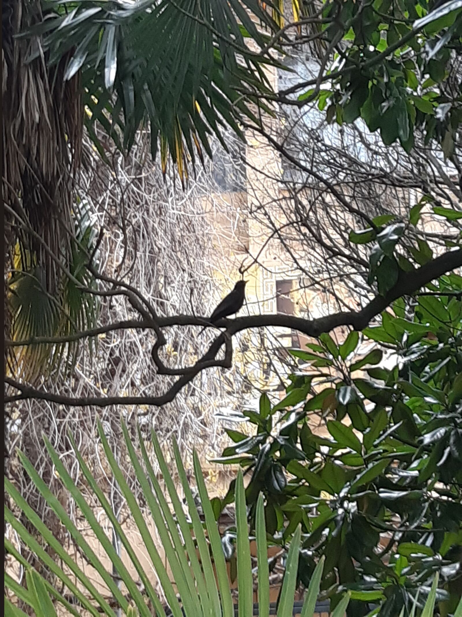 Samsung Galaxy A30 sample photo. Bird, thrush, blackbird photography