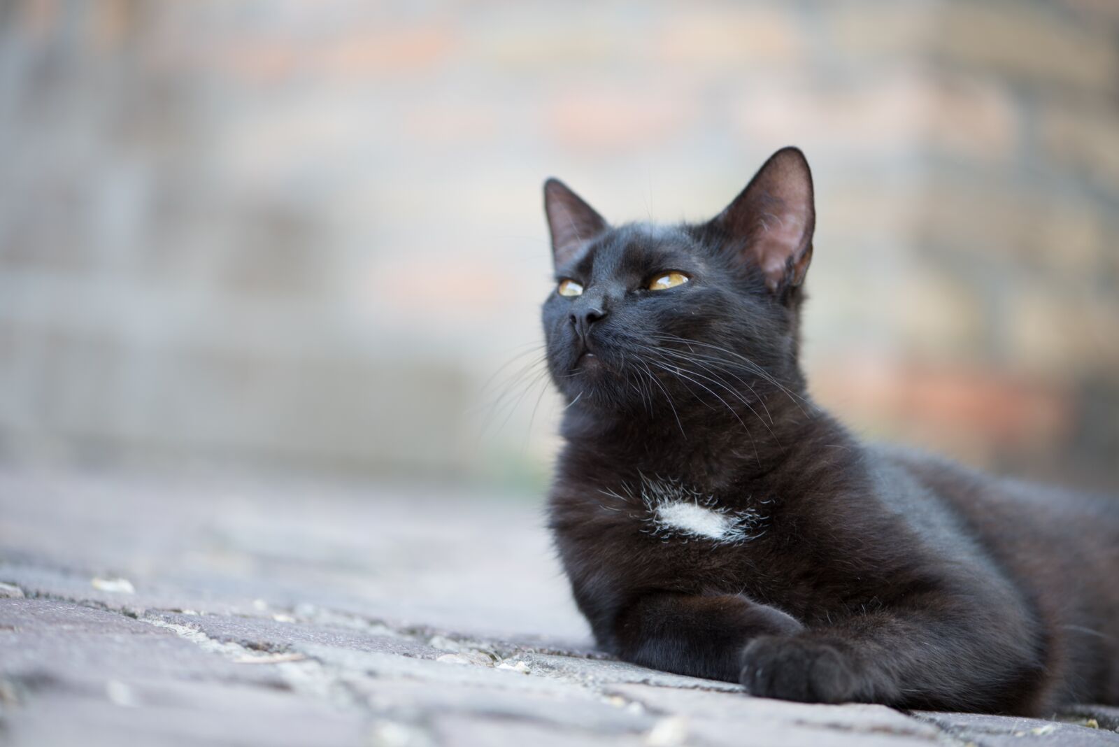 Nikon D750 sample photo. Domestic cat, black cat photography
